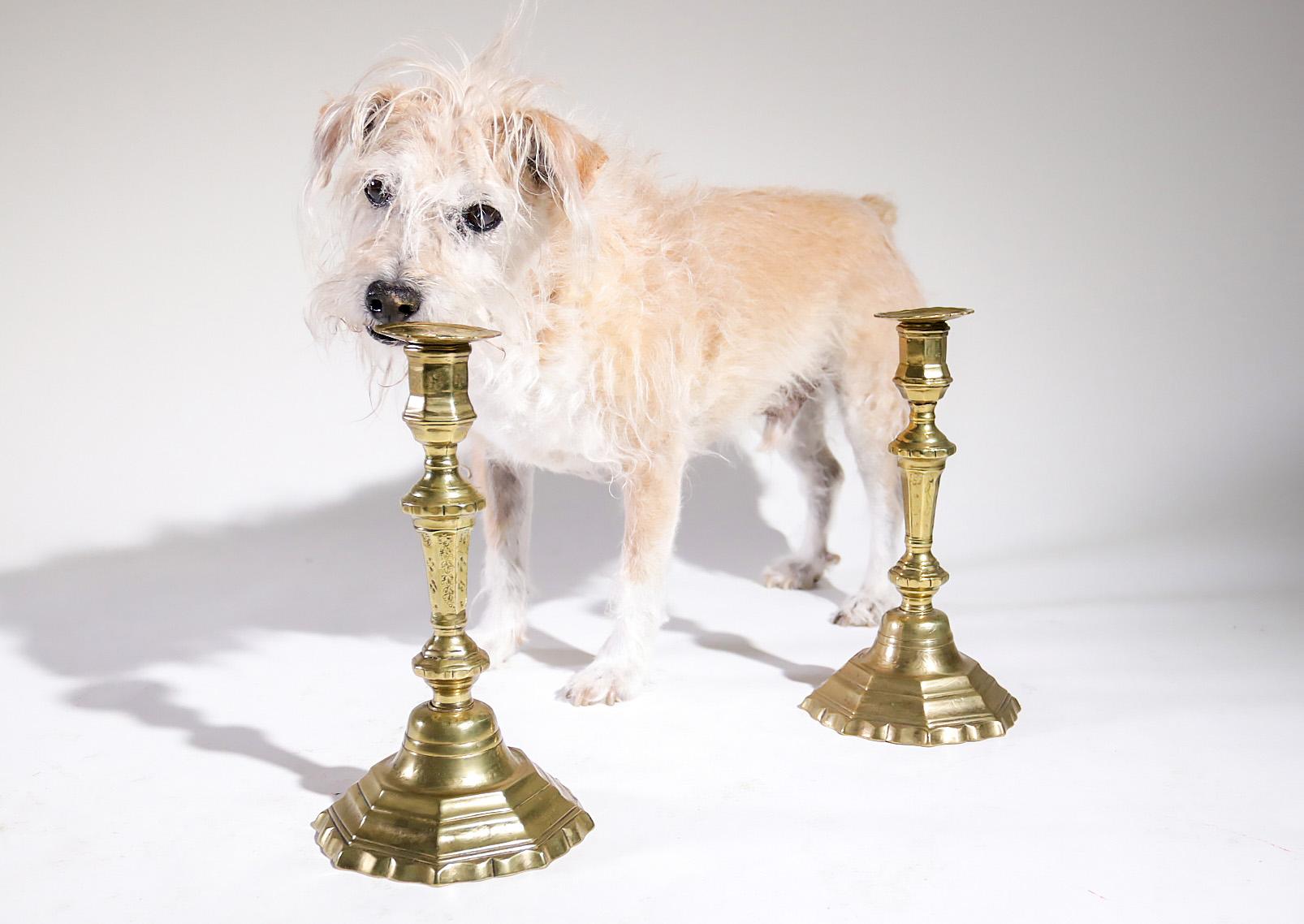 Pair of French Louis XV candlesticks having the original bobeches which are removable for cleaning.
They are decorated with flowers, leaves and dots.
Measures: 25.5 cm high, diameter 14 cm.