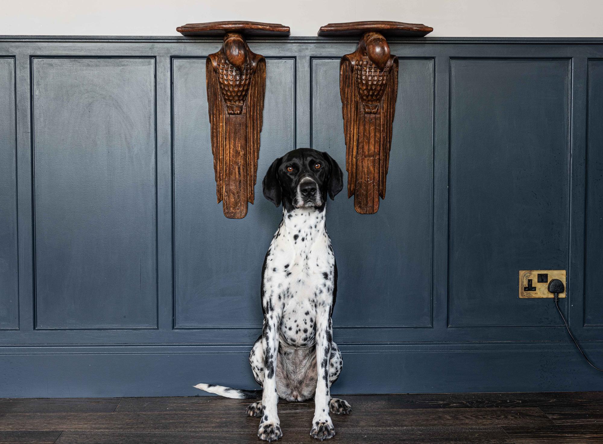 Pair of French 1920s Hand Carved Parrot Wall Shelves, Early 20th Century, 1920 In Good Condition In Staffordshire, GB