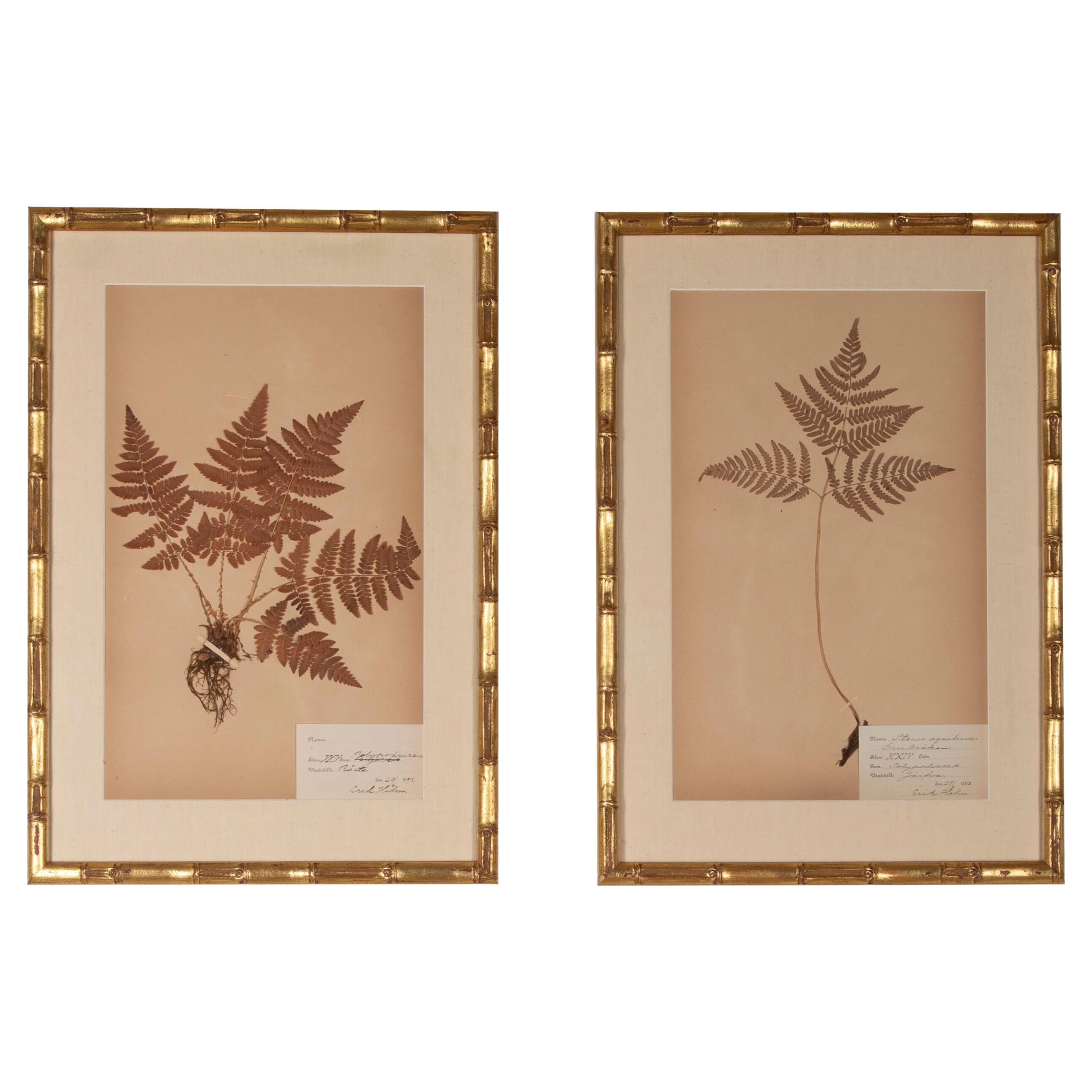 Pair of French 19th Century Ferns