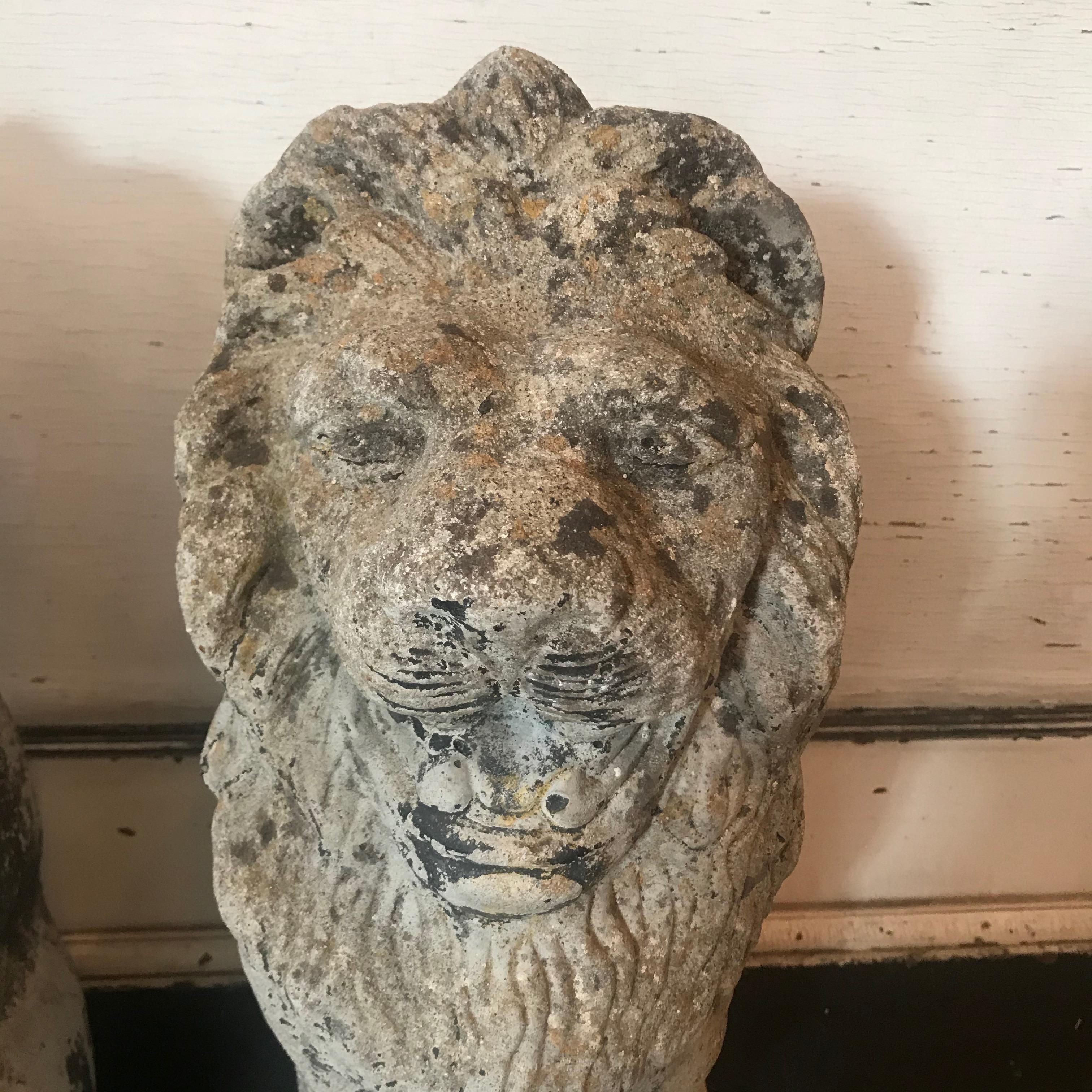 Beautiful French refined garden lion statues, circa 1900, bought in France, perfect for embellishing an important garden. The stone shows sign of the passage of time, and the pair of majestic lions will charm your guests with their majesty.