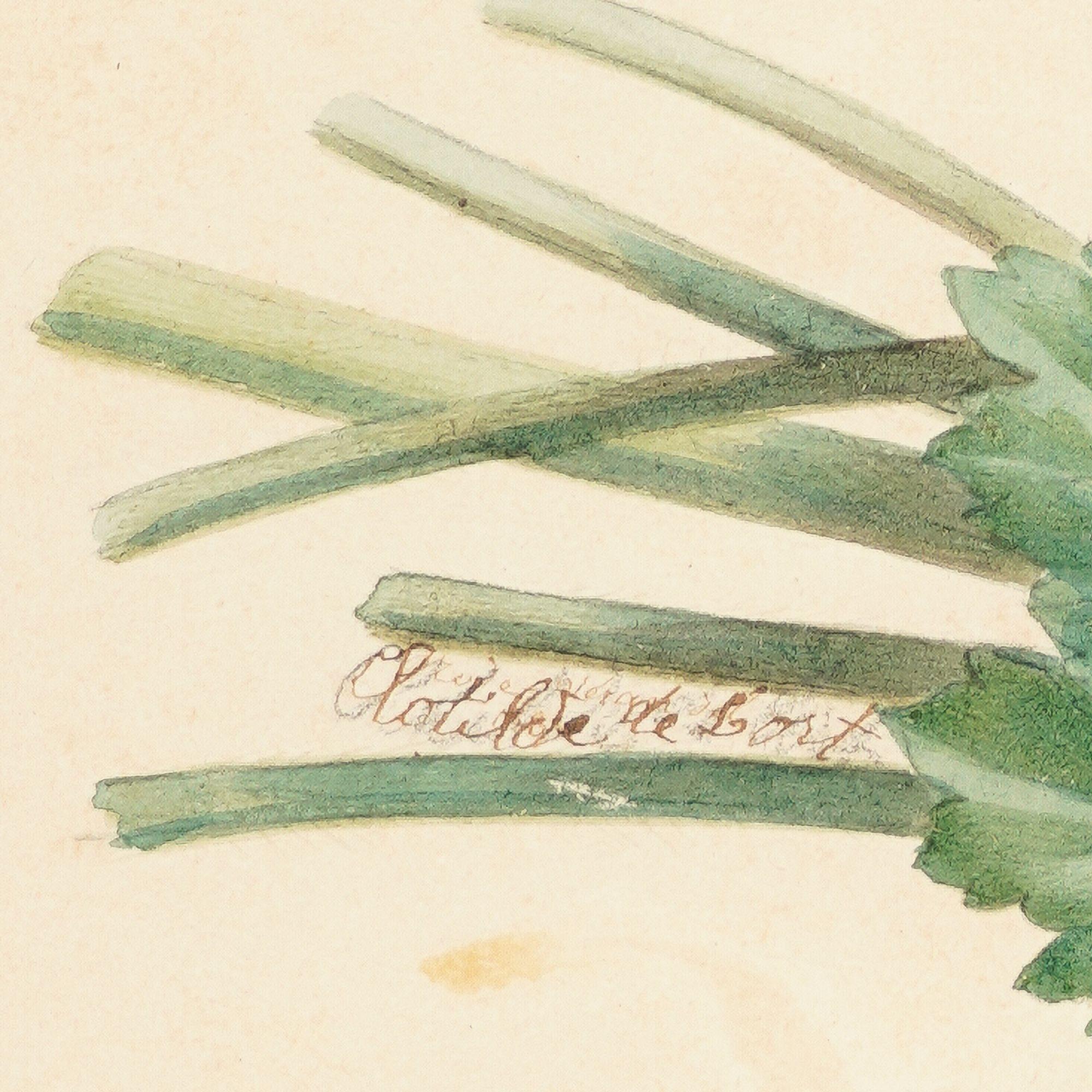 Paire d'aquarelles botaniques françaises de Clotilde de Bost, vers 1815 en vente 6