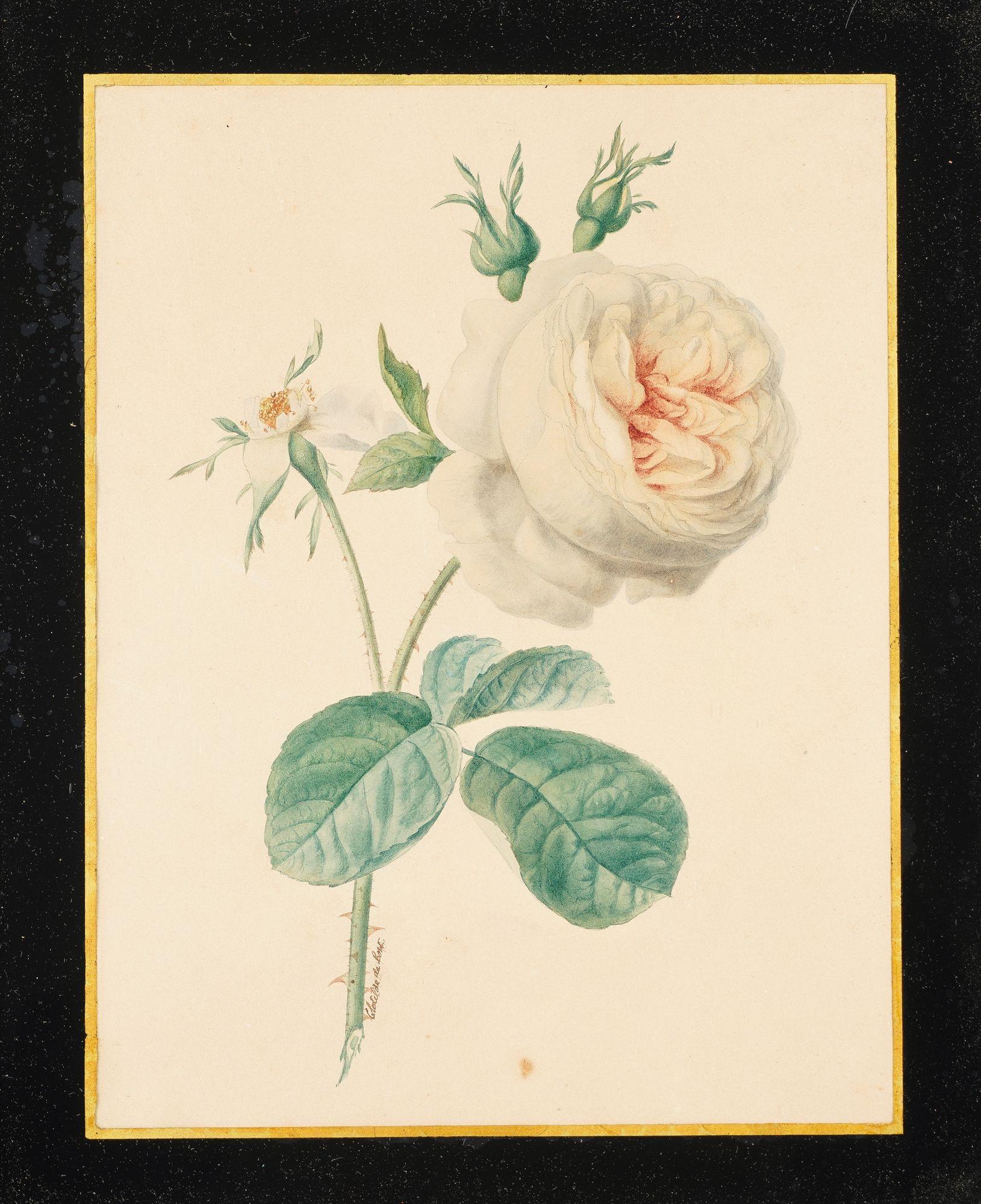 Français Paire d'aquarelles botaniques françaises de Clotilde de Bost, vers 1815 en vente