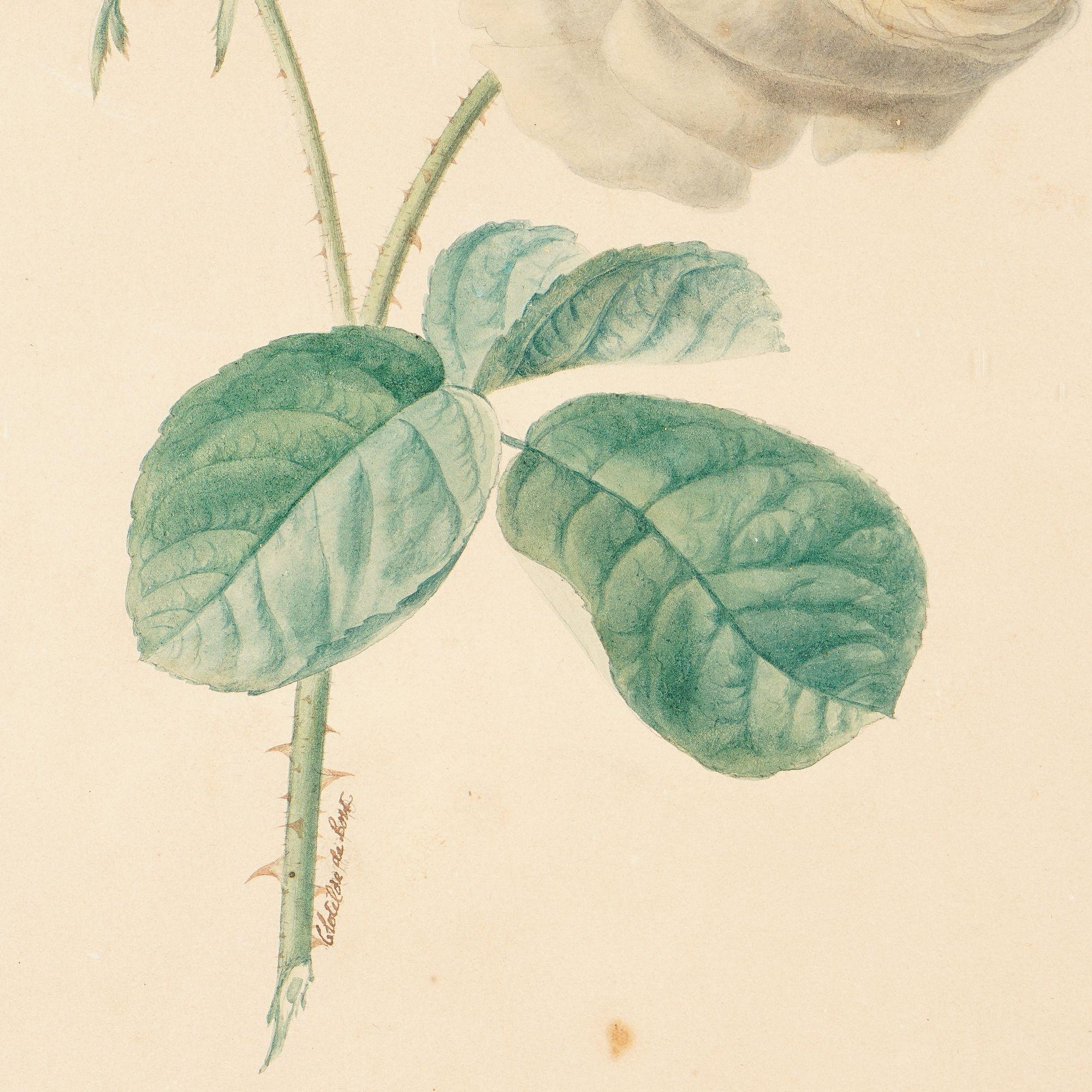 Paire d'aquarelles botaniques françaises de Clotilde de Bost, vers 1815 État moyen - En vente à Kenilworth, IL