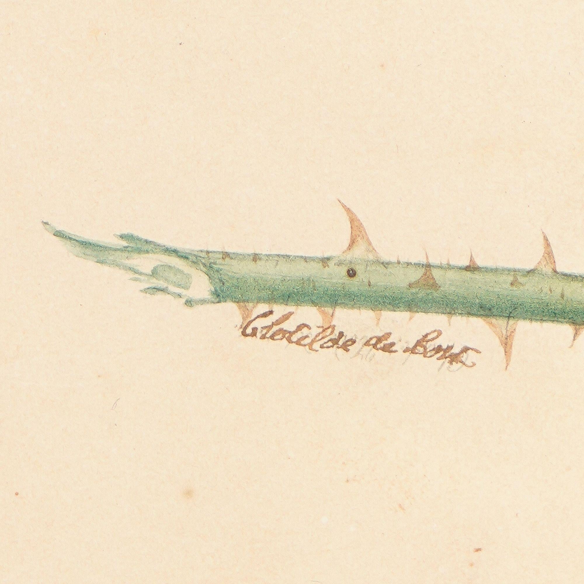 XIXe siècle Paire d'aquarelles botaniques françaises de Clotilde de Bost, vers 1815 en vente