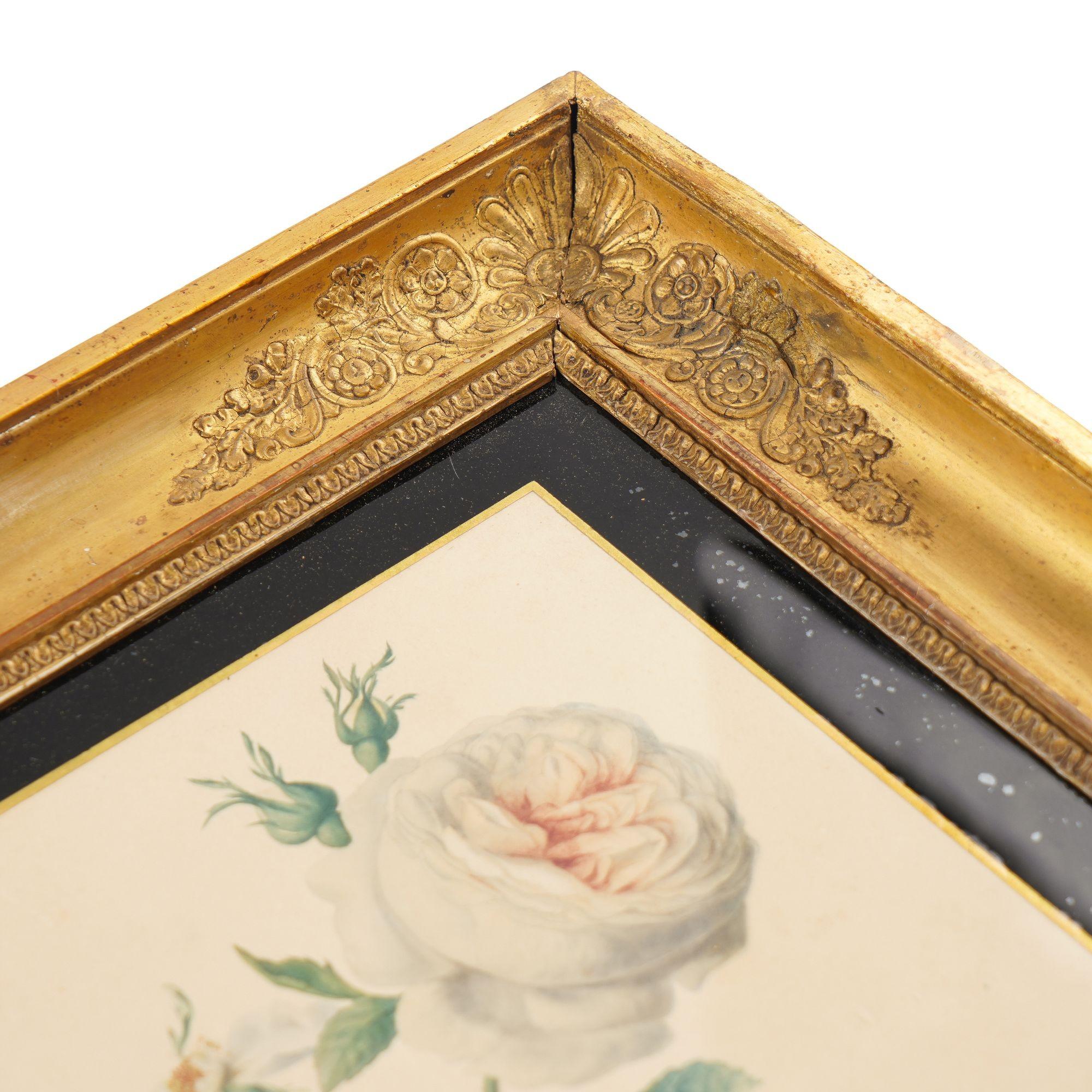 Papier Paire d'aquarelles botaniques françaises de Clotilde de Bost, vers 1815 en vente