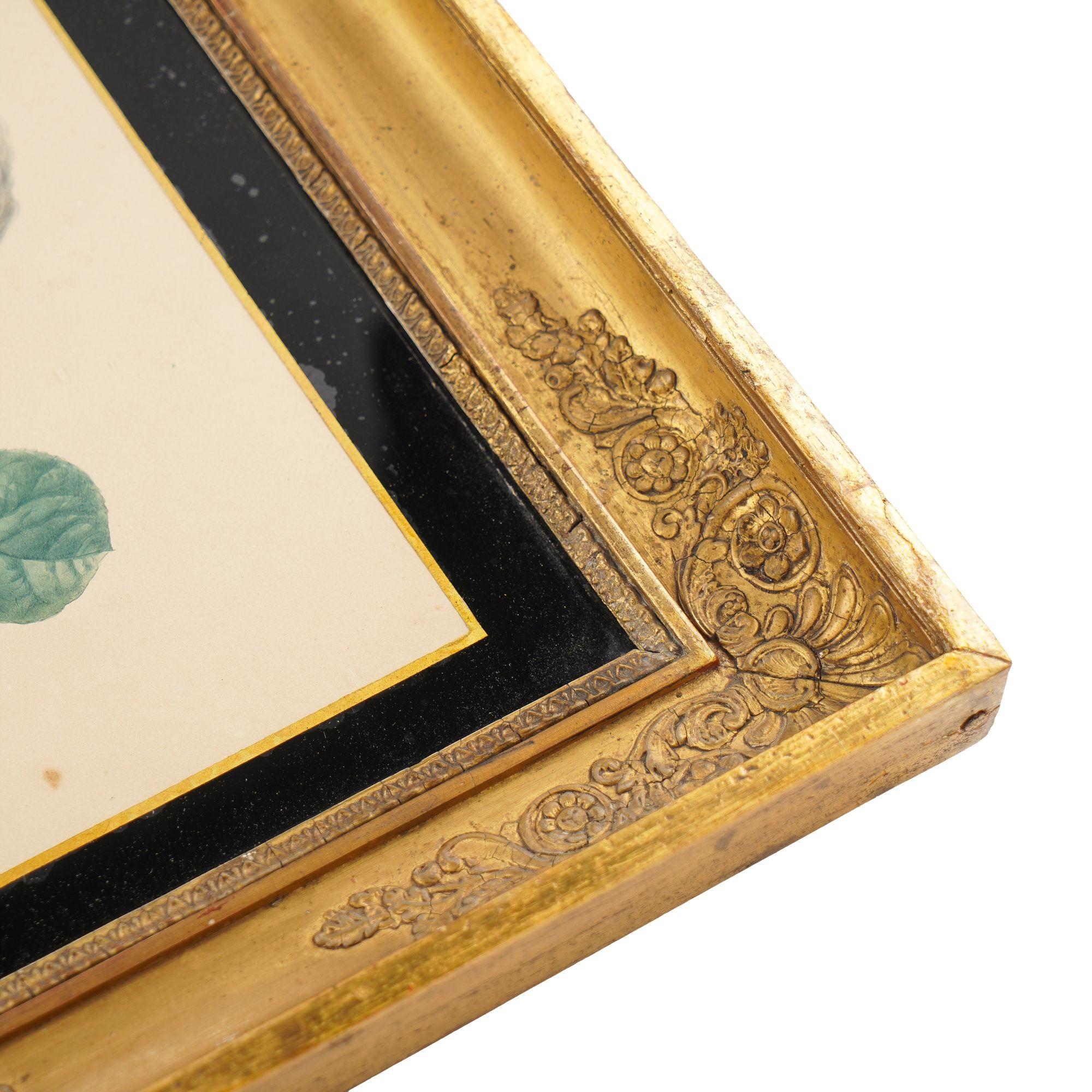 Paire d'aquarelles botaniques françaises de Clotilde de Bost, vers 1815 en vente 1