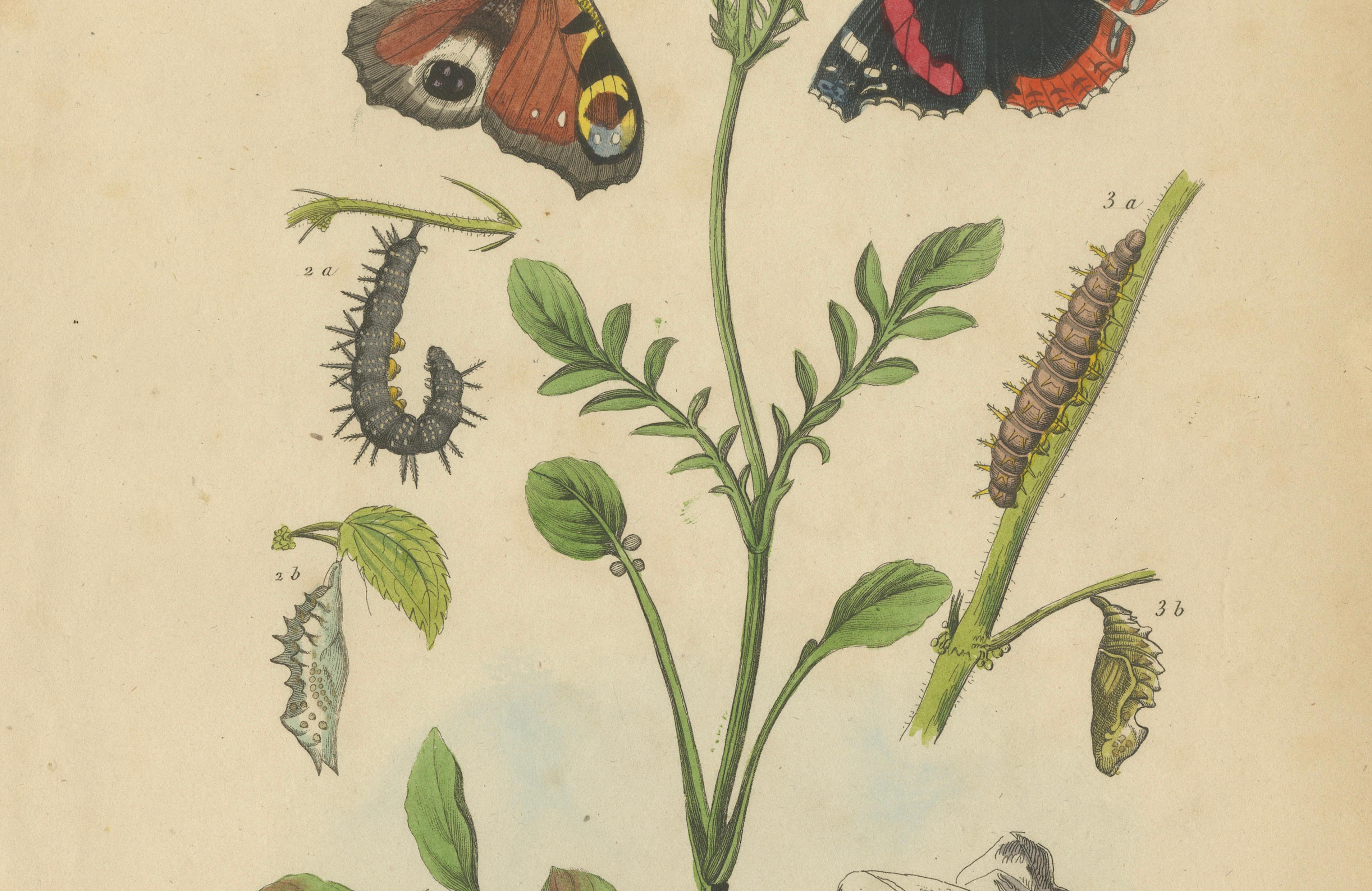 Pair of French Butterfly Engravings with Caterpillars by E. Guérin, 1835