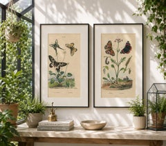 Pair of French Butterfly Engravings with Caterpillars by E. Guérin, 1835