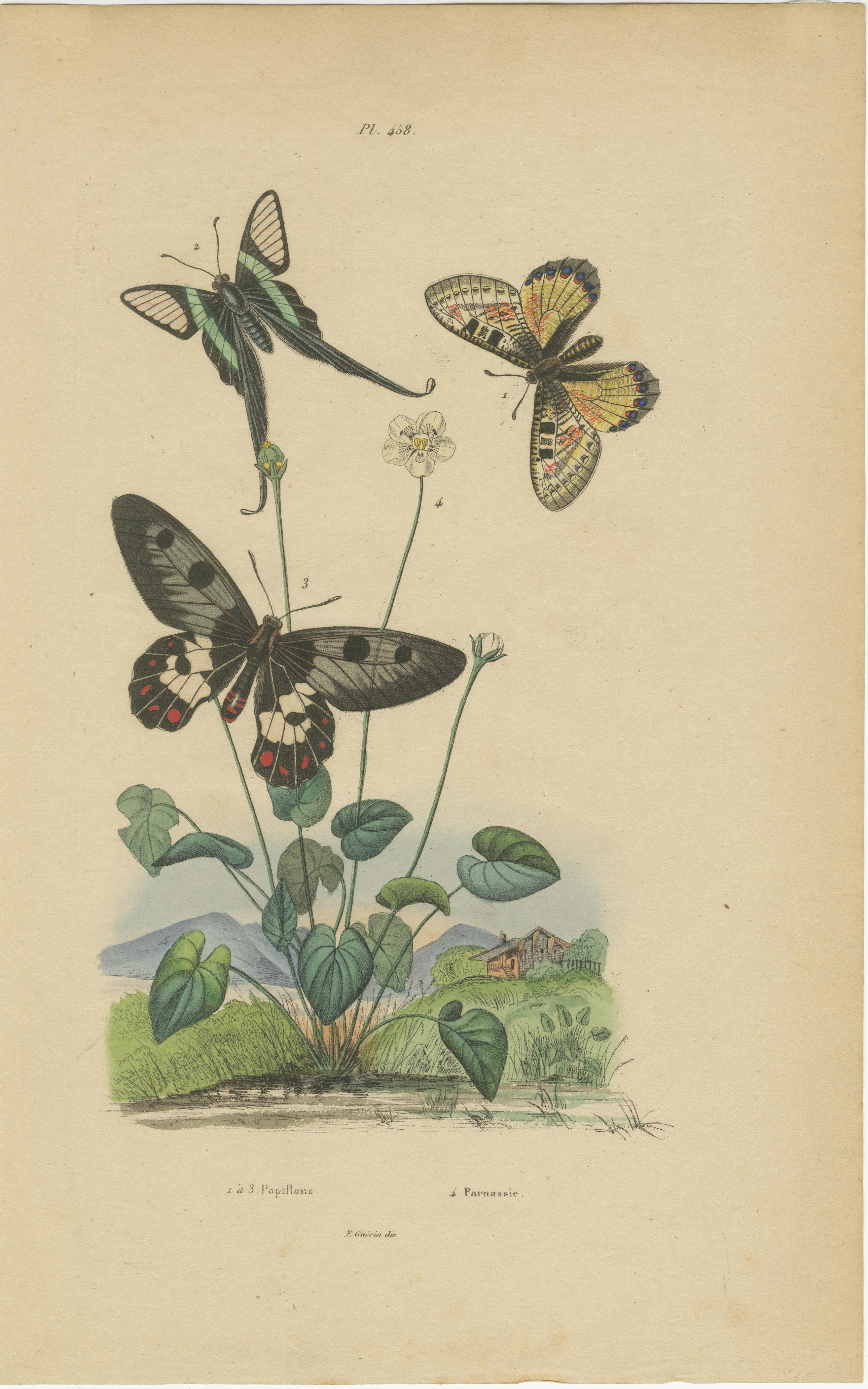 Pair of French Butterfly Engravings with Caterpillars by E. Guérin, 1835