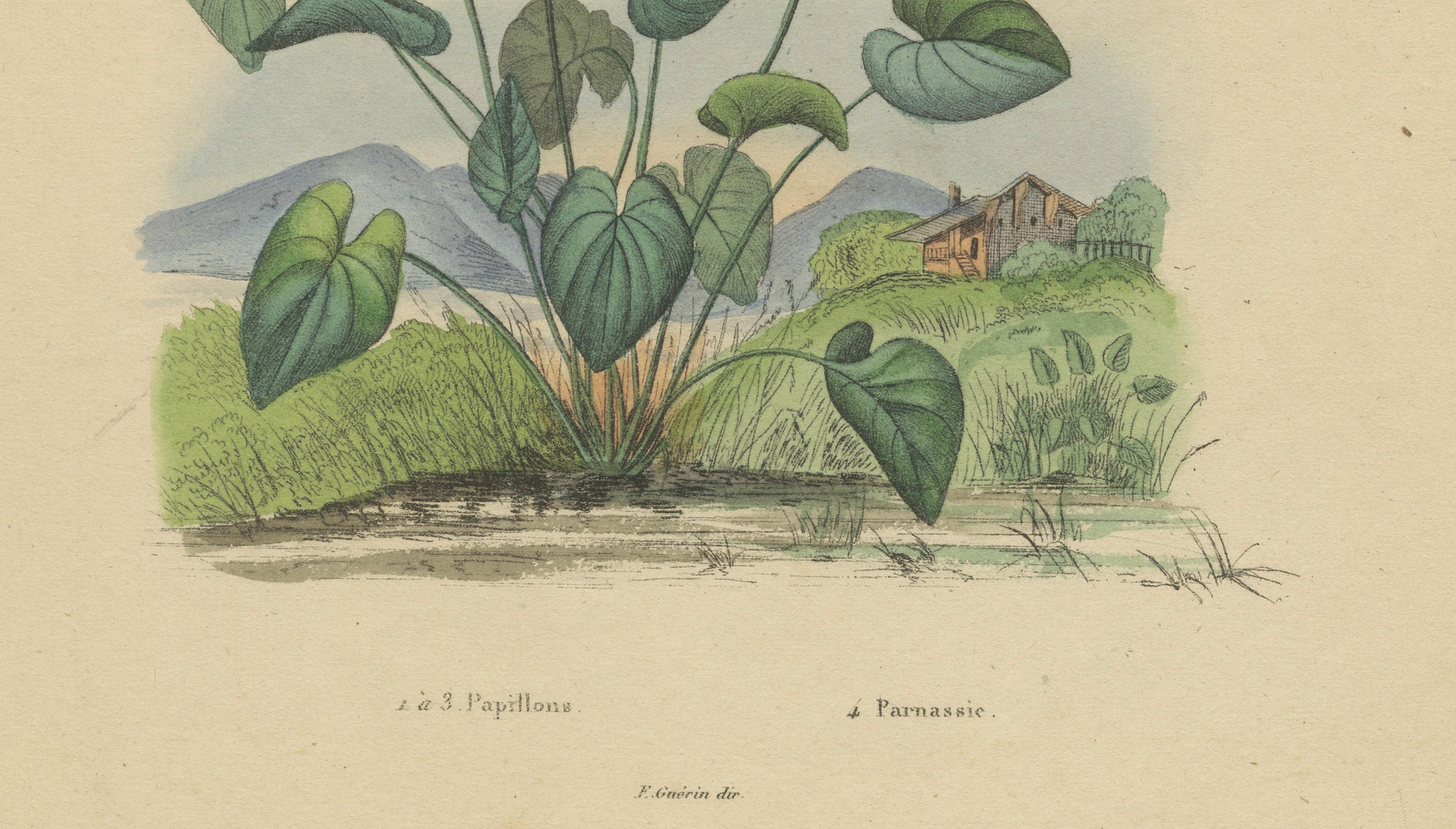 Pair of French Butterfly Engravings with Caterpillars by E. Guérin, 1835