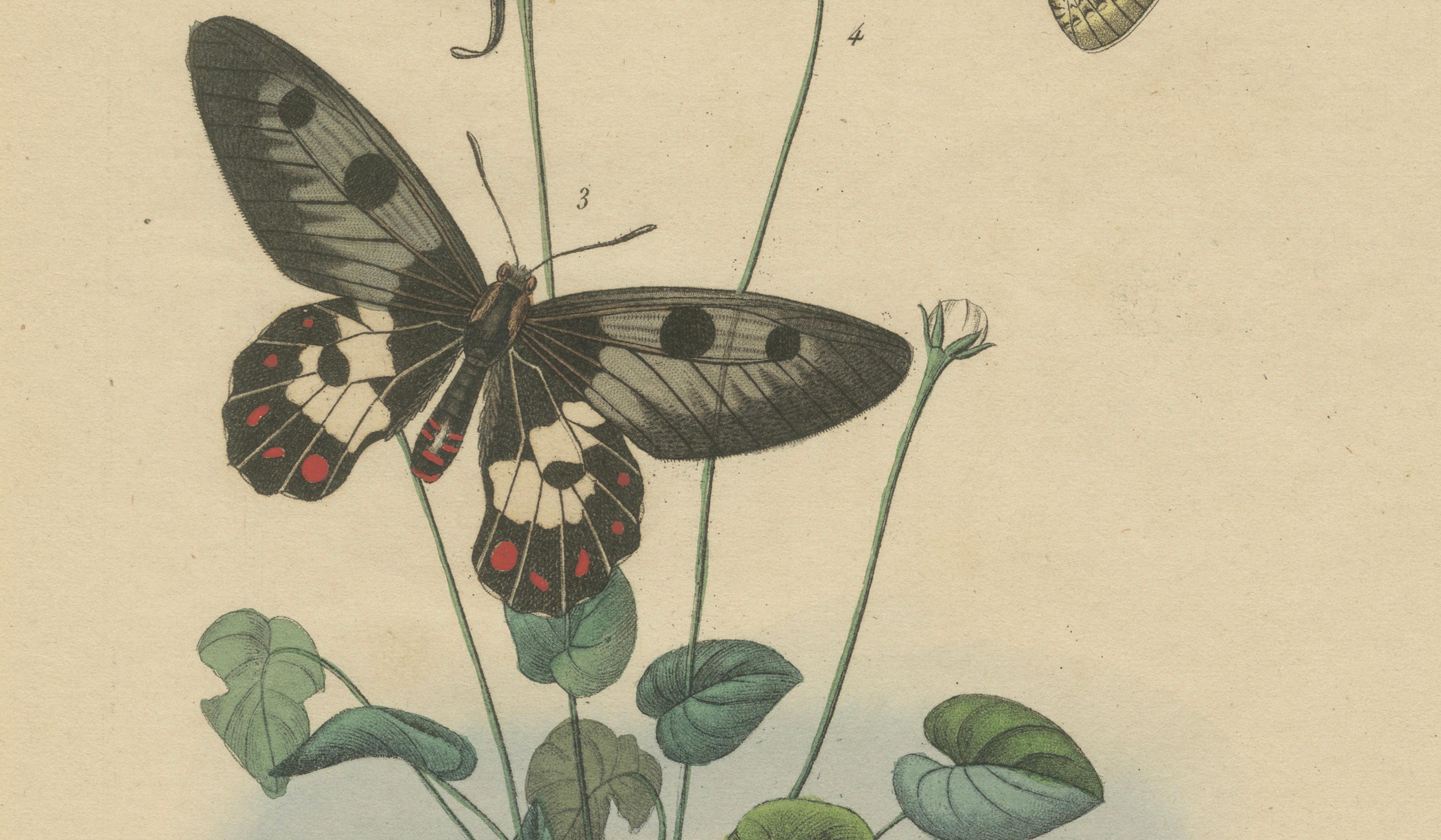 Pair of French Butterfly Engravings with Caterpillars by E. Guérin, 1835