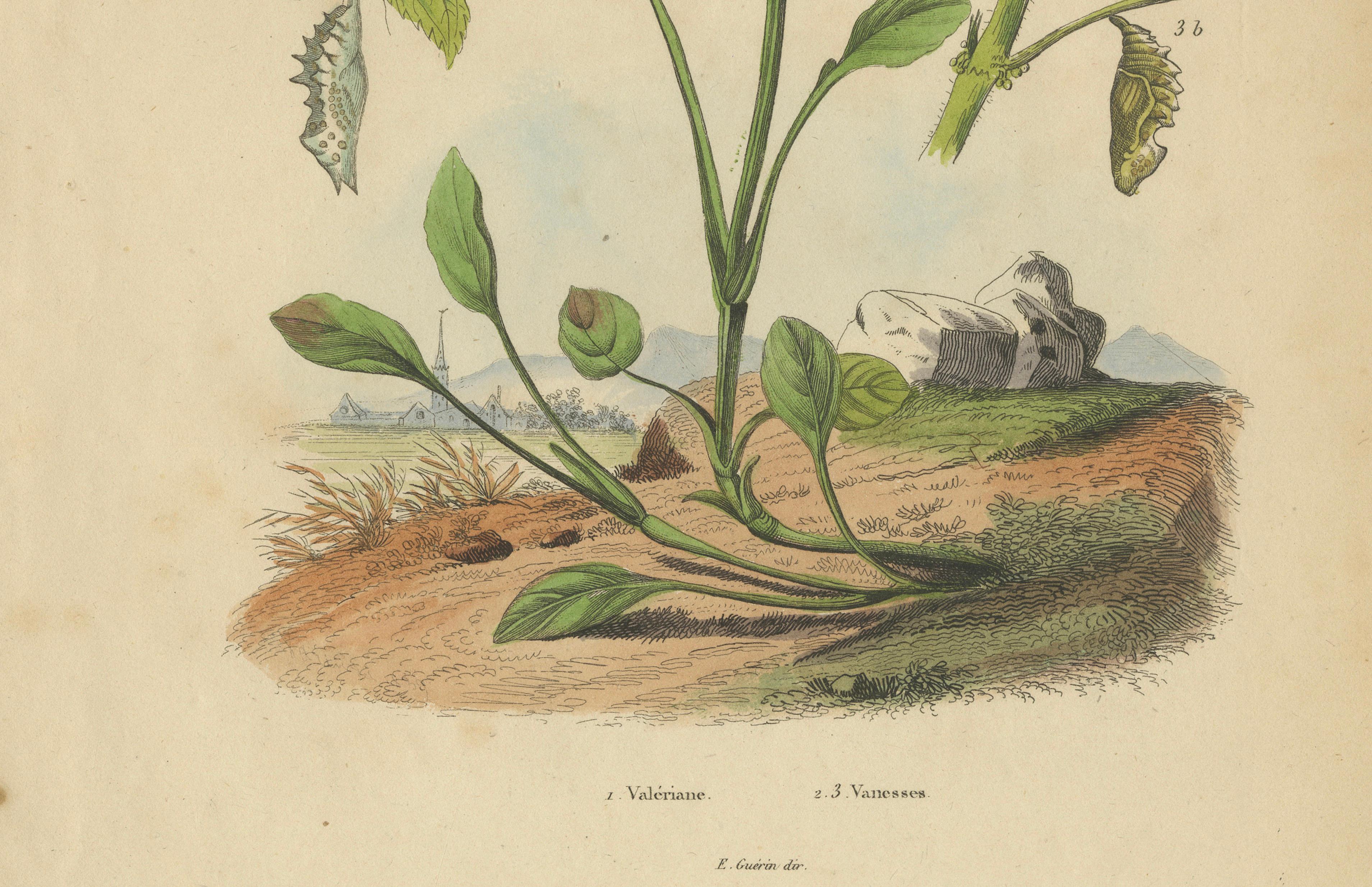 Pair of French Butterfly Engravings with Caterpillars by E. Guérin, 1835