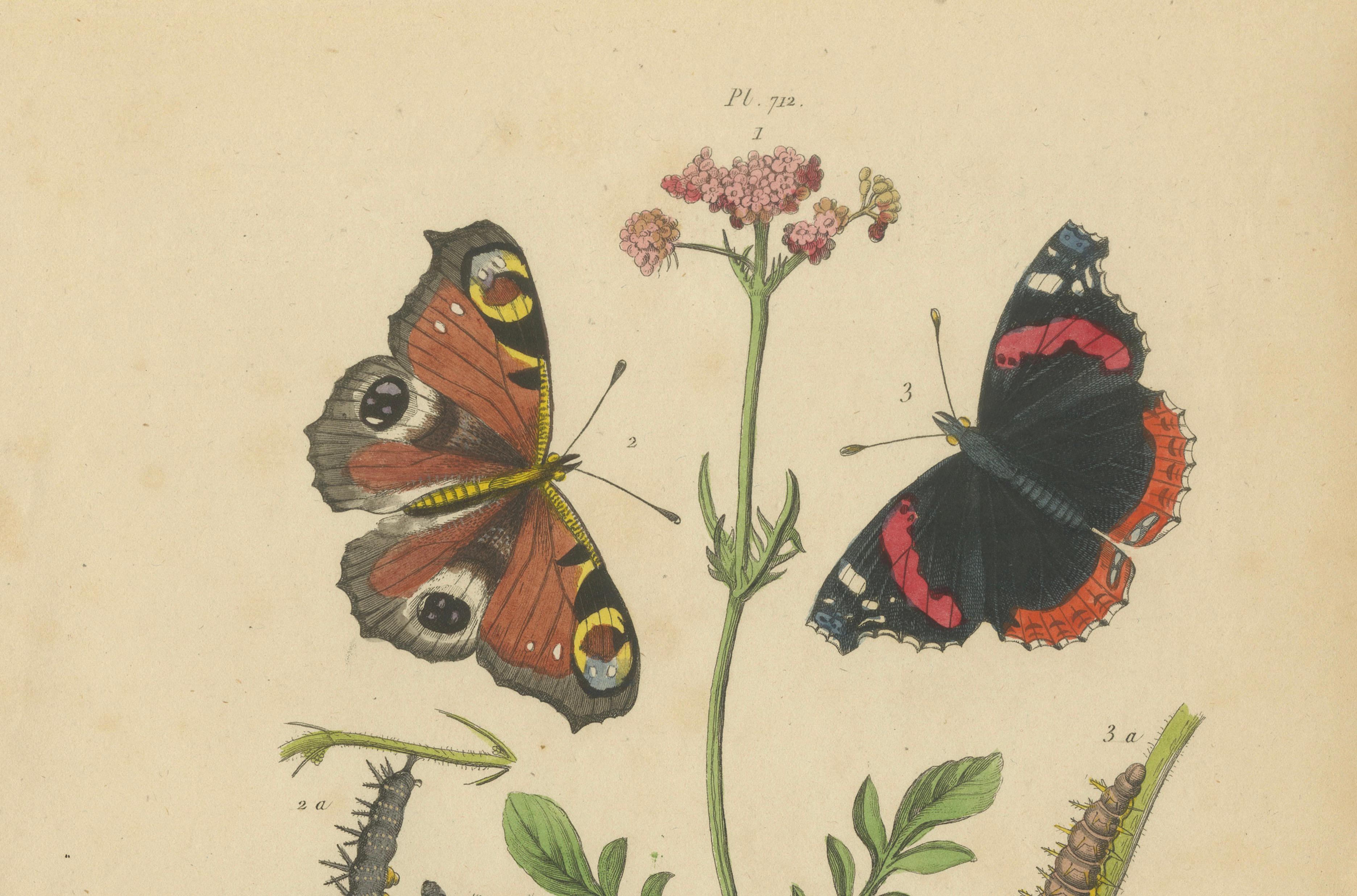 Pair of French Butterfly Engravings with Caterpillars by E. Guérin, 1835