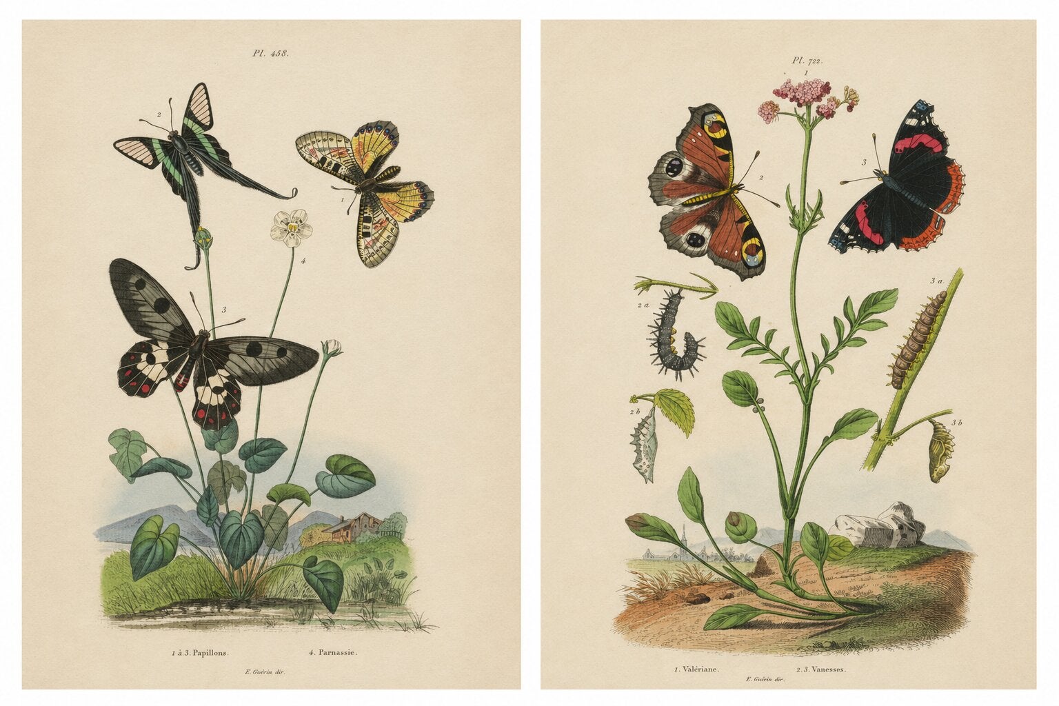 Pair of French Butterfly Engravings with Caterpillars by E. Guérin, 1835
