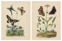 Pair of French Butterfly Engravings with Caterpillars by E. Guérin, 1835