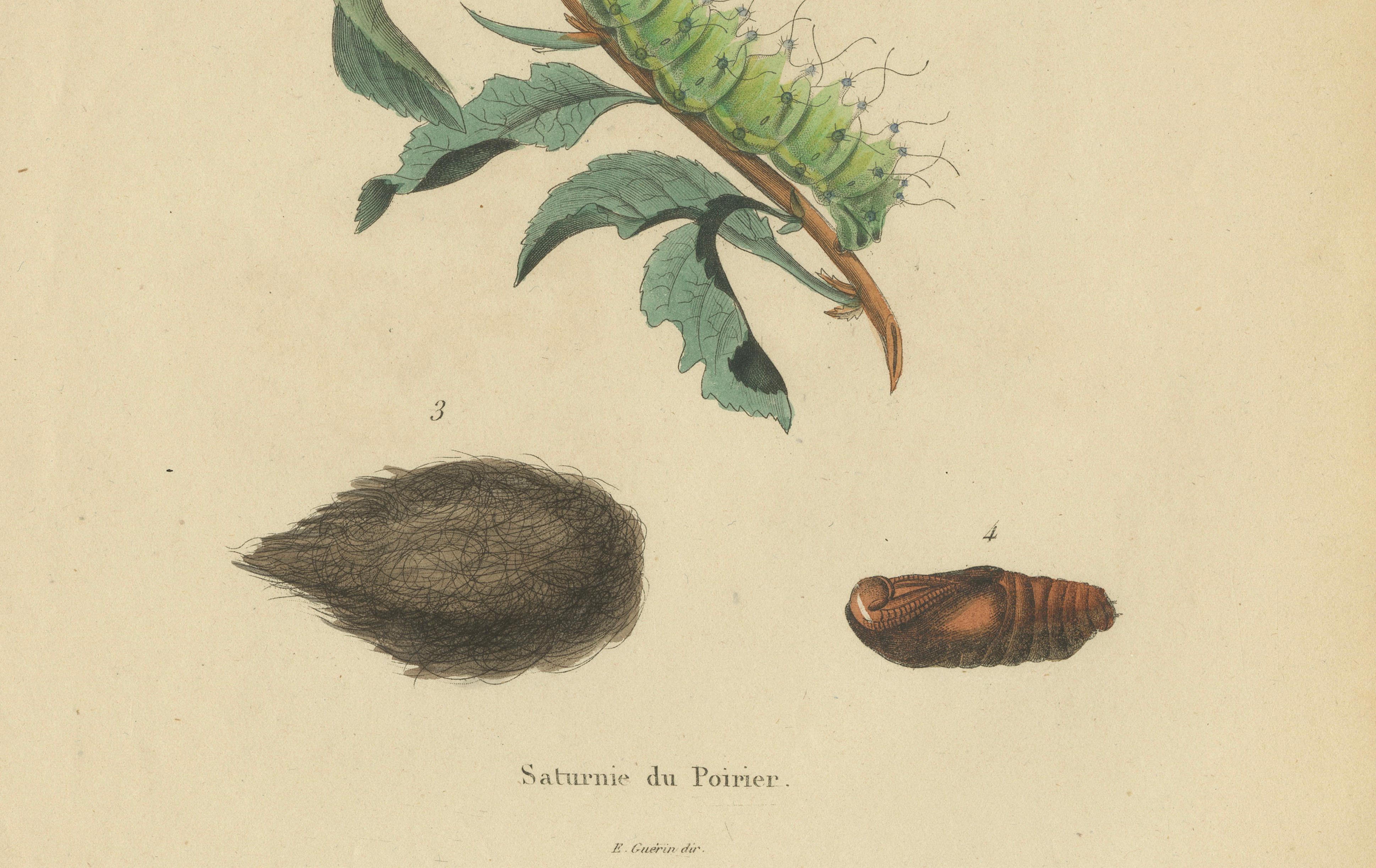 Pair of French Butterfly & Moth Engravings by E. Guérin, 1835