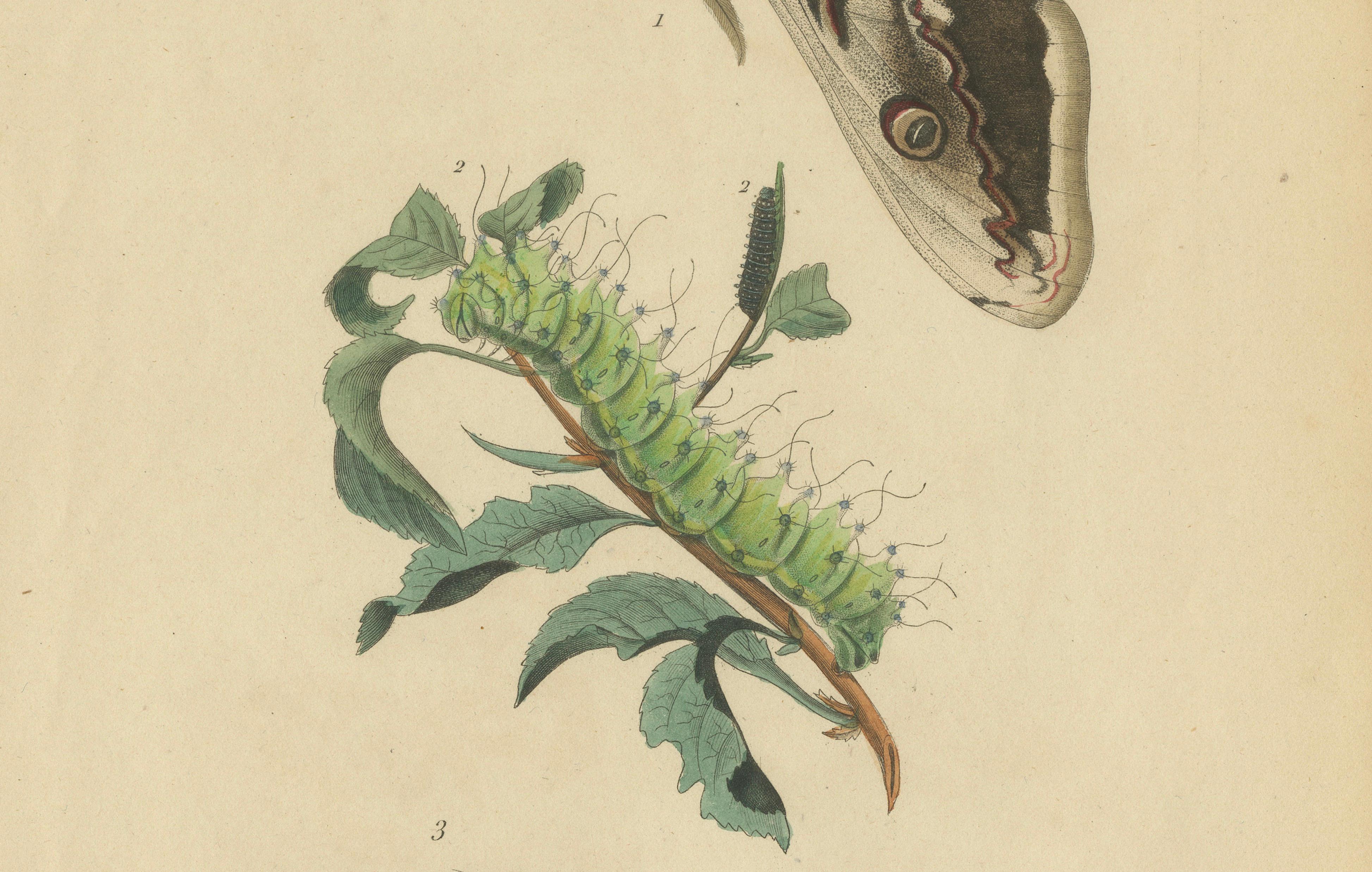 Pair of French Butterfly & Moth Engravings by E. Guérin, 1835