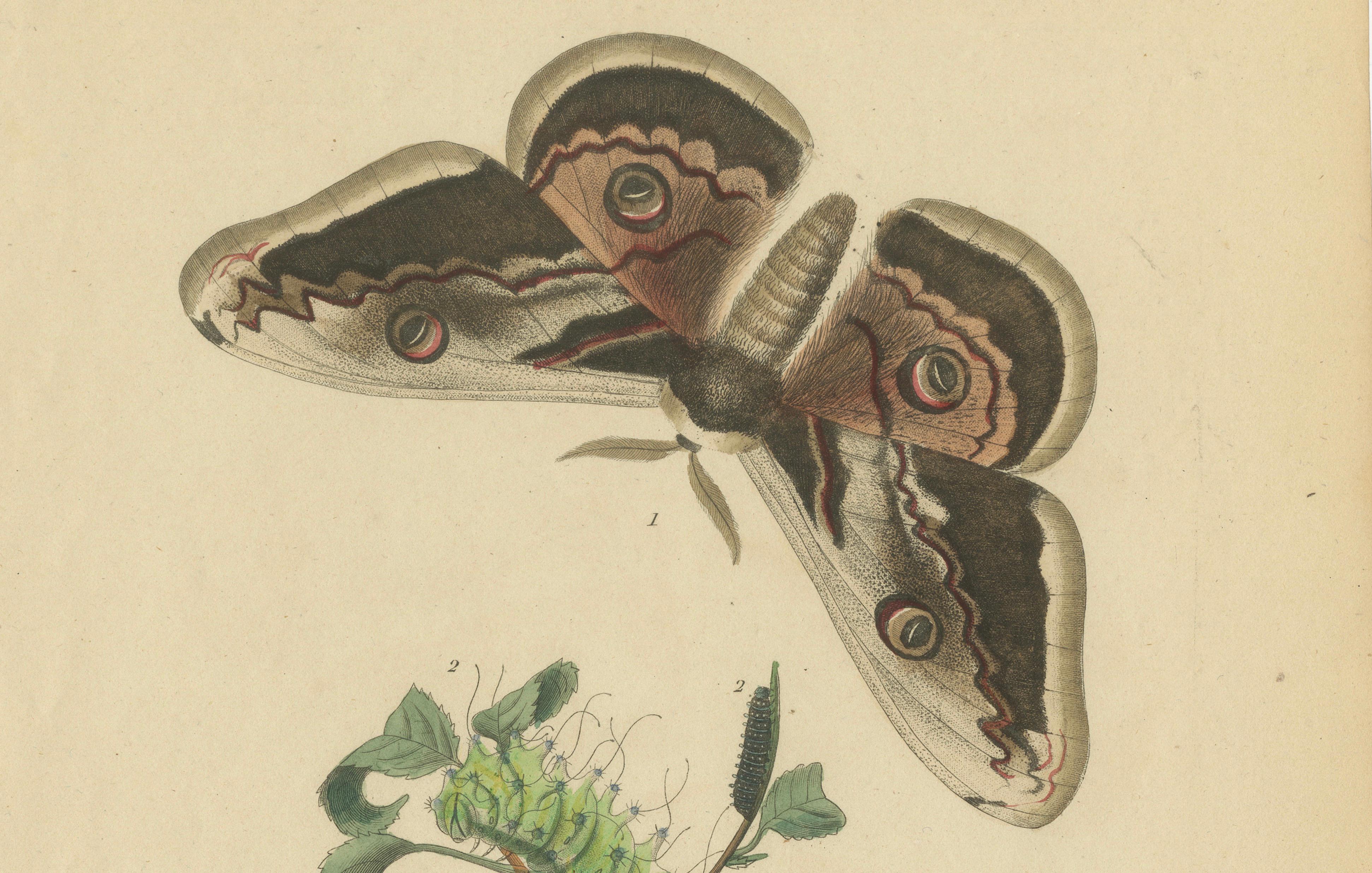 Pair of French Butterfly & Moth Engravings by E. Guérin, 1835