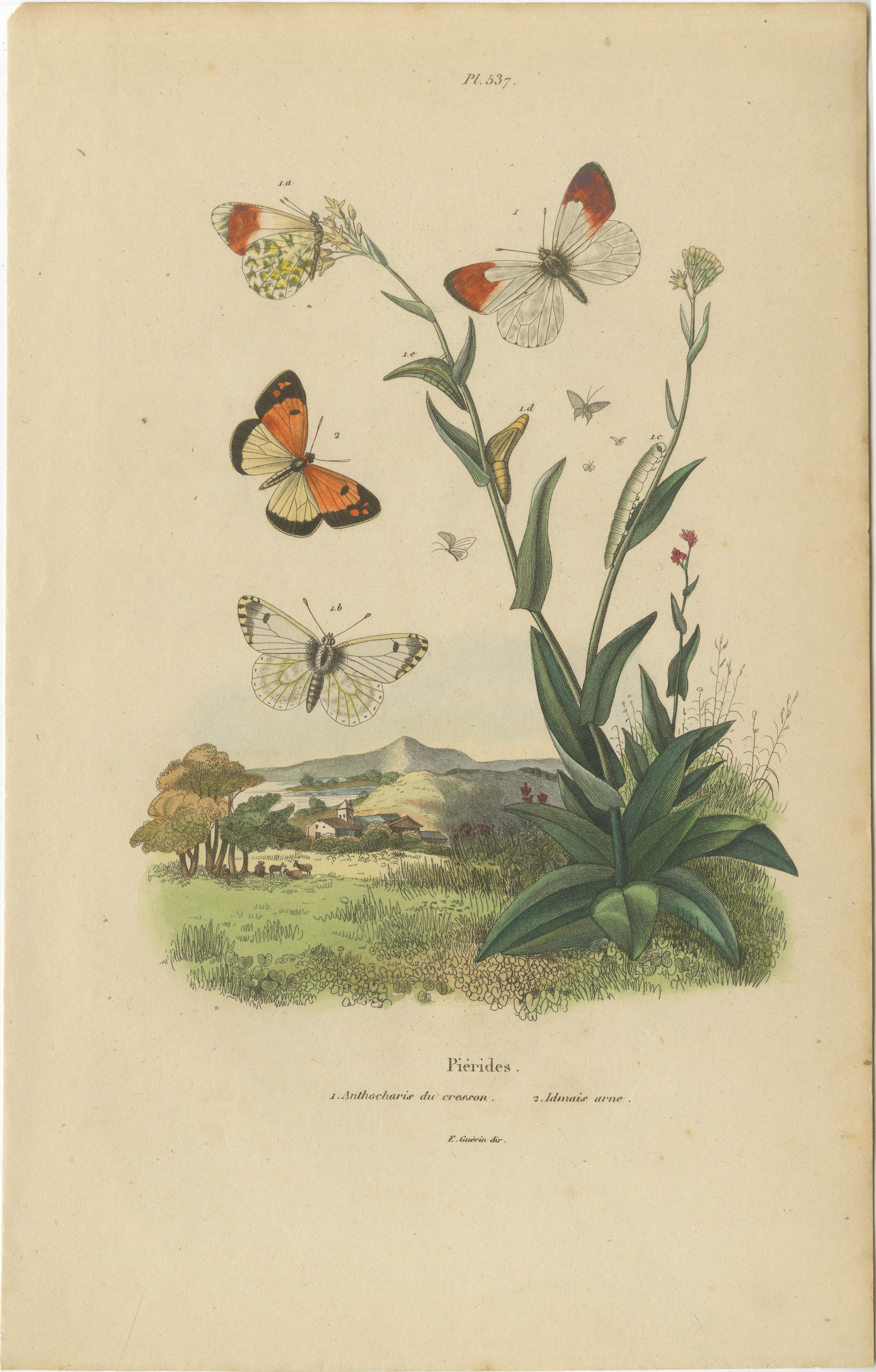 Pair of French Butterfly & Moth Engravings by E. Guérin, 1835