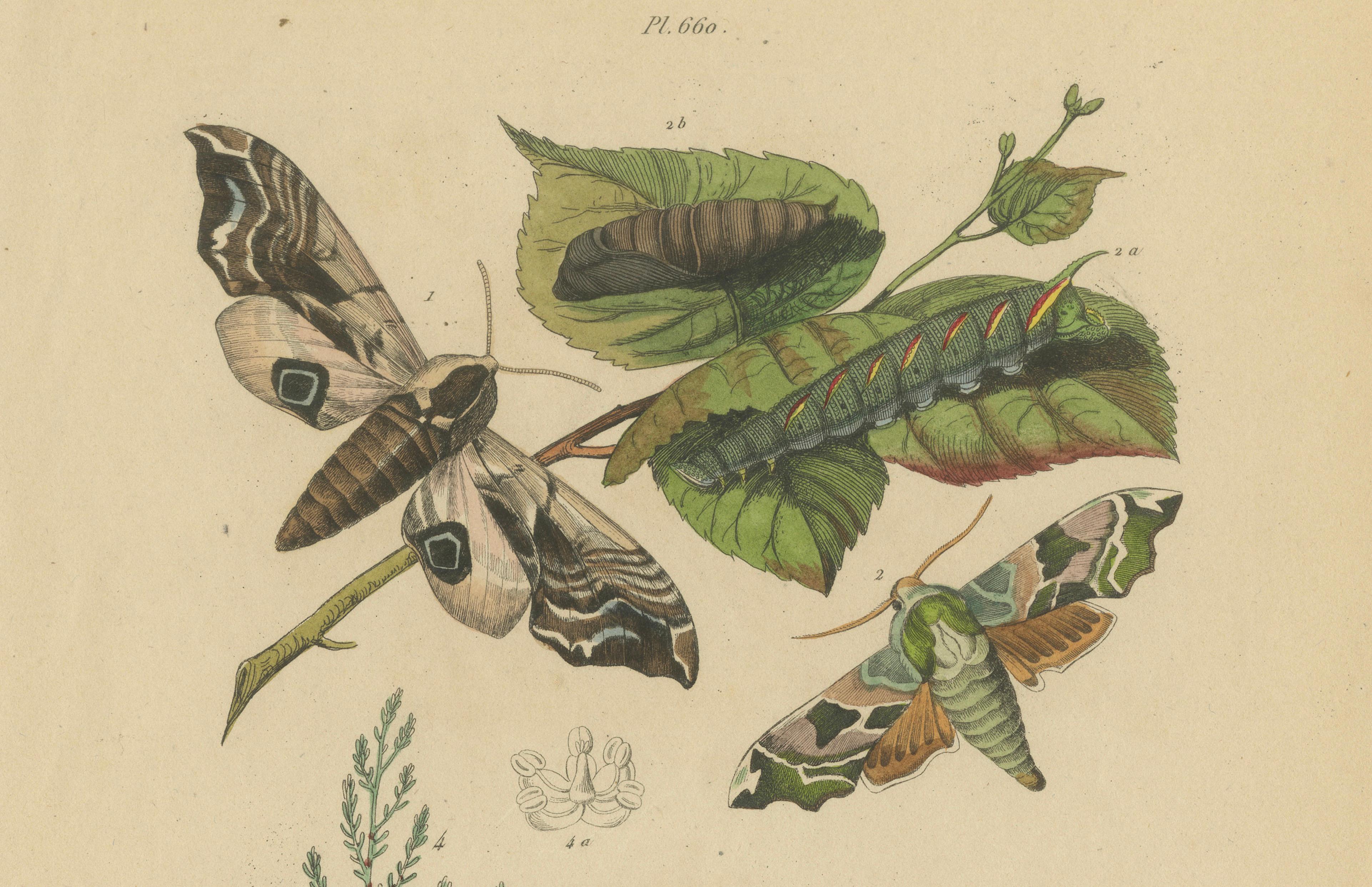 Pair of French Butterfly & Moth Engravings by E. Guérin, 1835