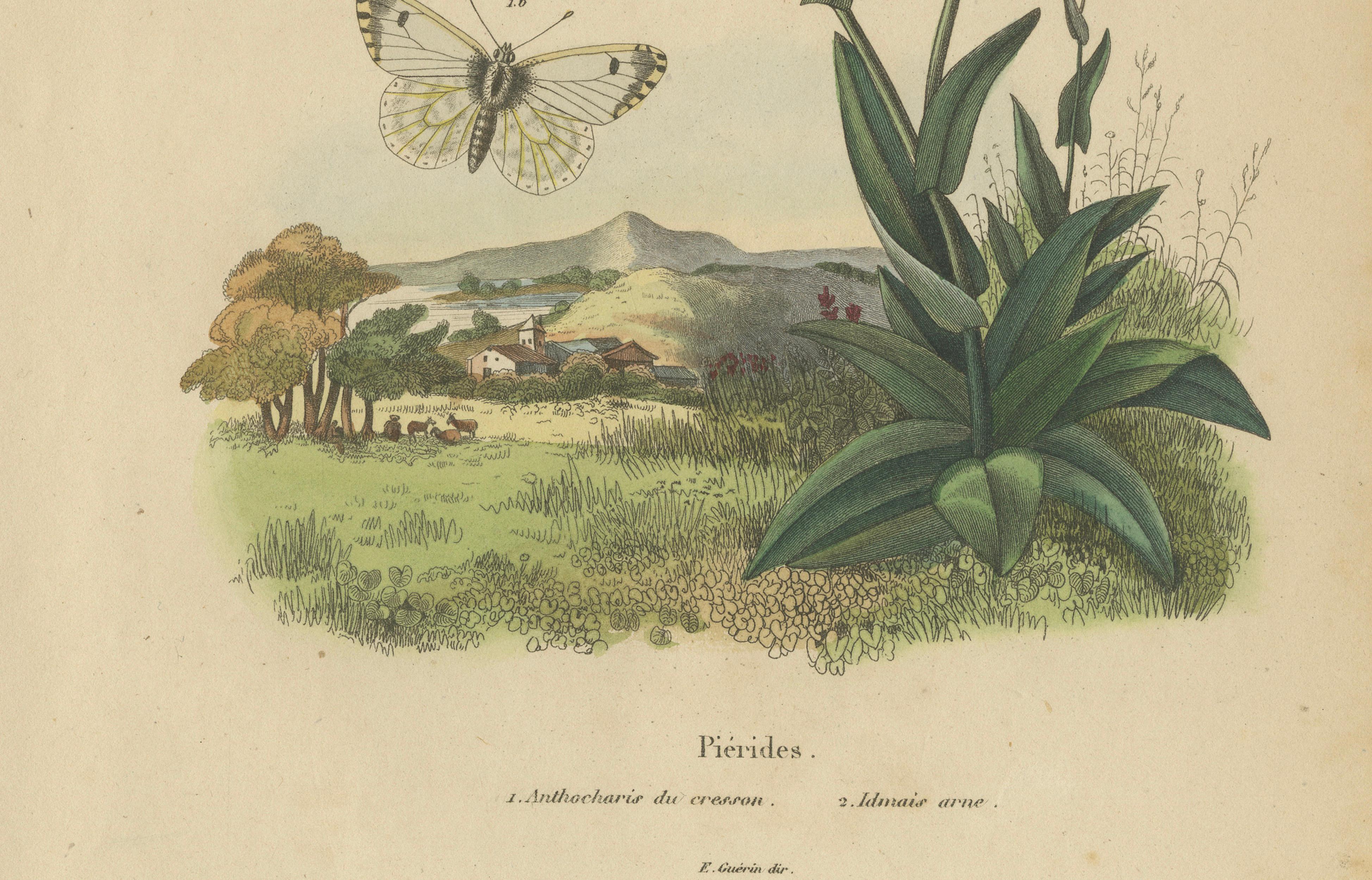 Pair of French Butterfly & Moth Engravings by E. Guérin, 1835