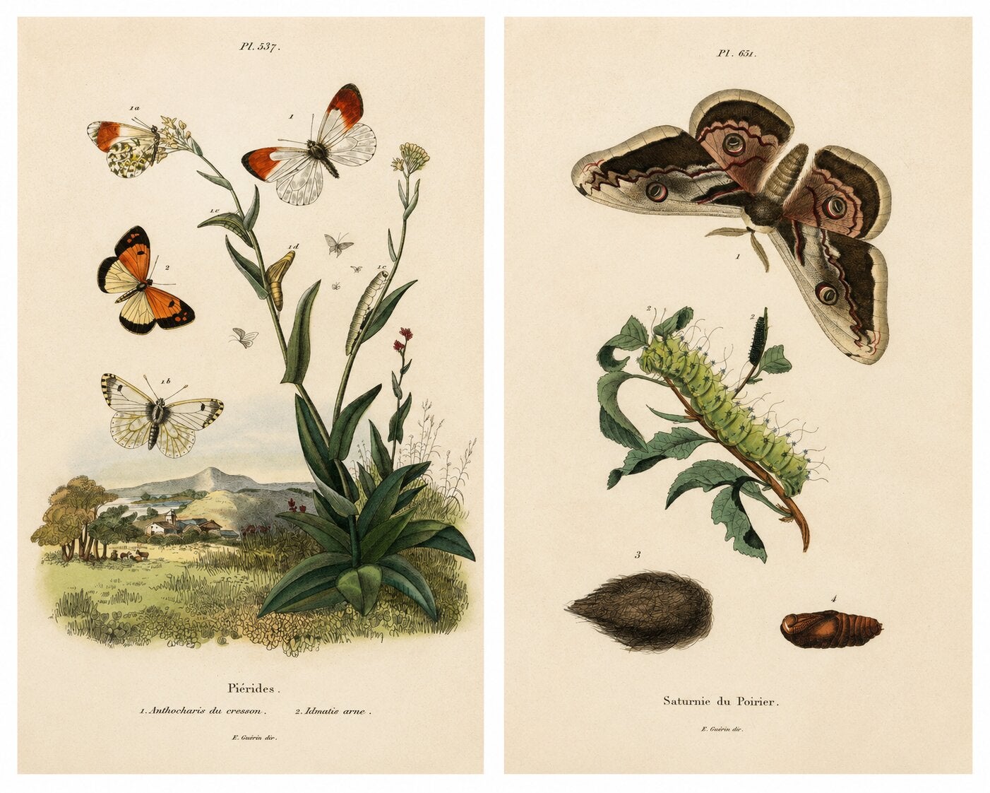 Pair of French Butterfly & Moth Engravings by E. Guérin, 1835