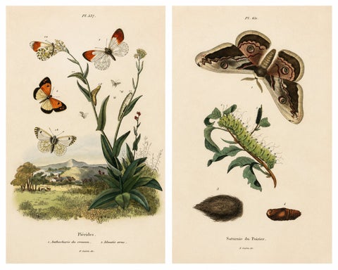 Pair of French Butterfly & Moth Engravings by E. Guérin, 1835