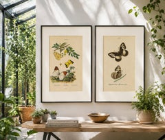 Pair of French Butterfly & Moth Engravings by Guérin & Duméril, 1835