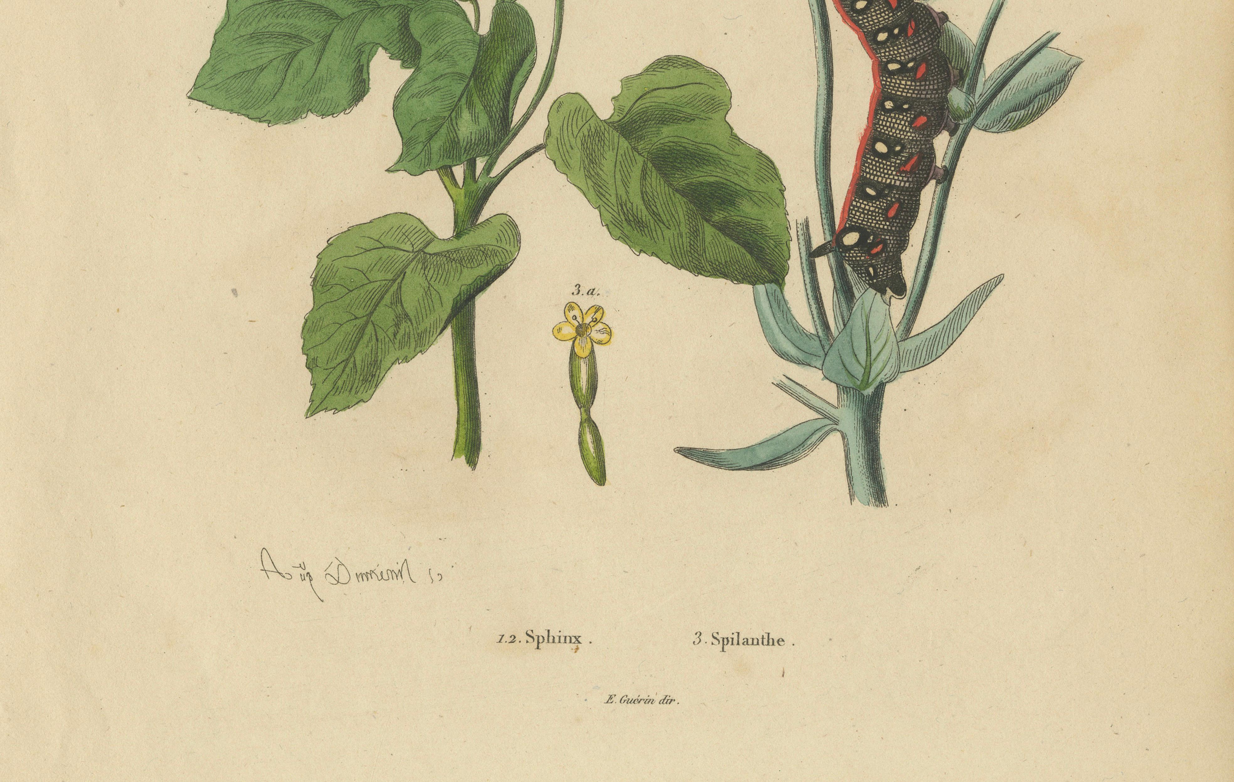 Pair of French Butterfly & Moth Engravings by Guérin & Duméril, 1835