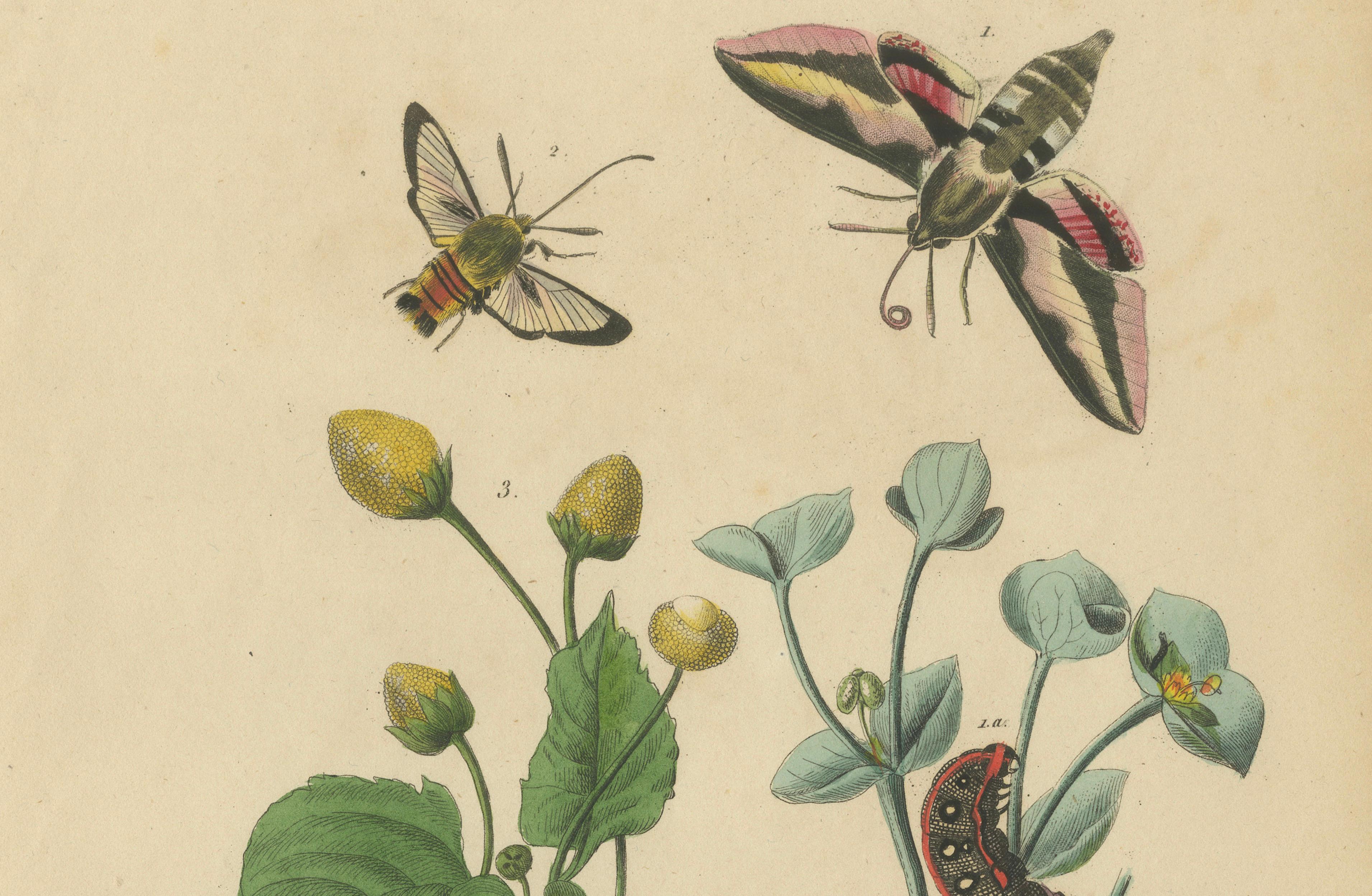 Pair of French Butterfly & Moth Engravings by Guérin & Duméril, 1835