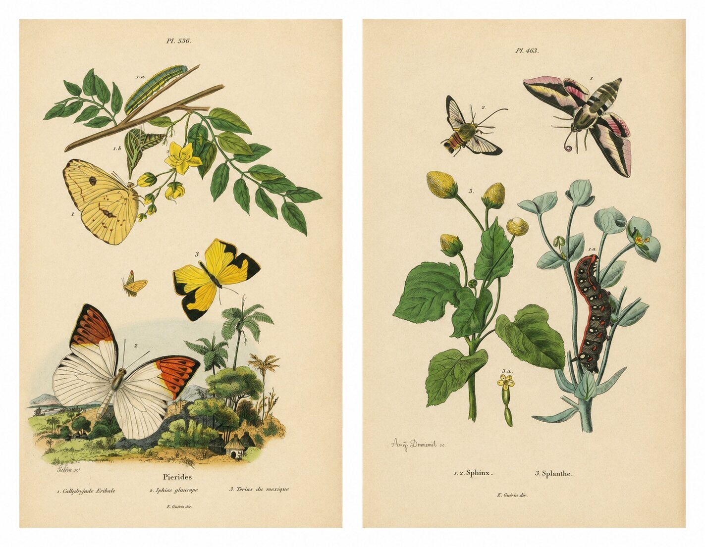 Pair of French Butterfly & Moth Engravings by Guérin & Duméril, 1835