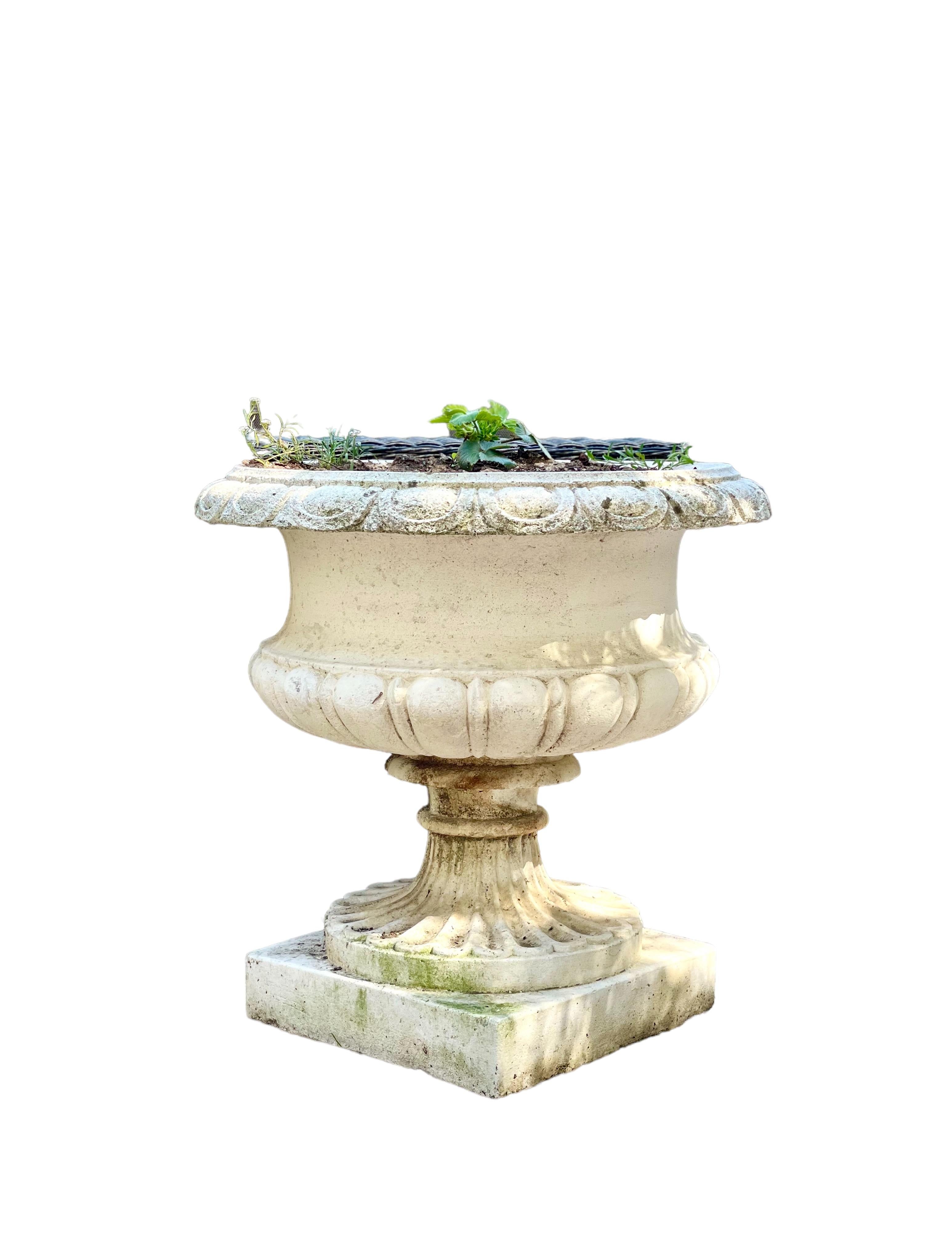 An imposing pair of antique Chambord garden urns, in reconstituted stone, with a nicely weathered appearance in keeping with their age and outdoor use. 
These exquisite garden pieces feature a deep, circular body festooned with gadroon mouldings,
