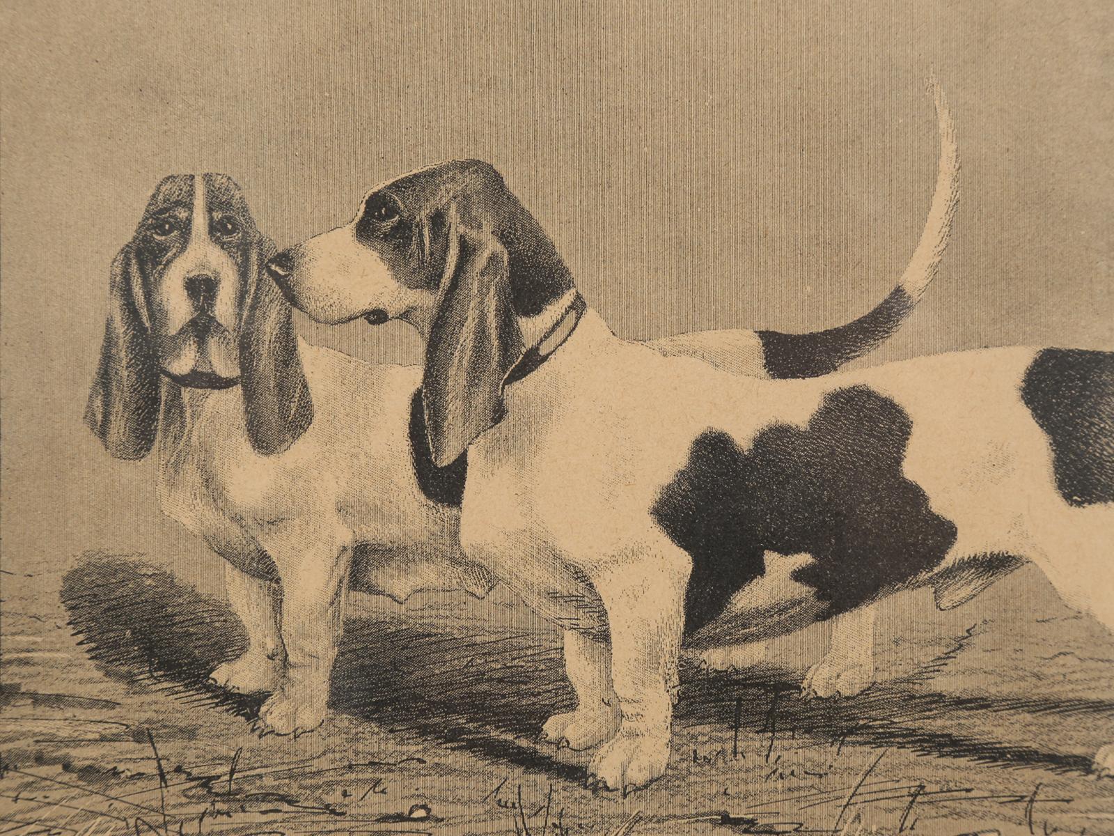 Pair of French Dog Prints, Early 1900s from Paris 9