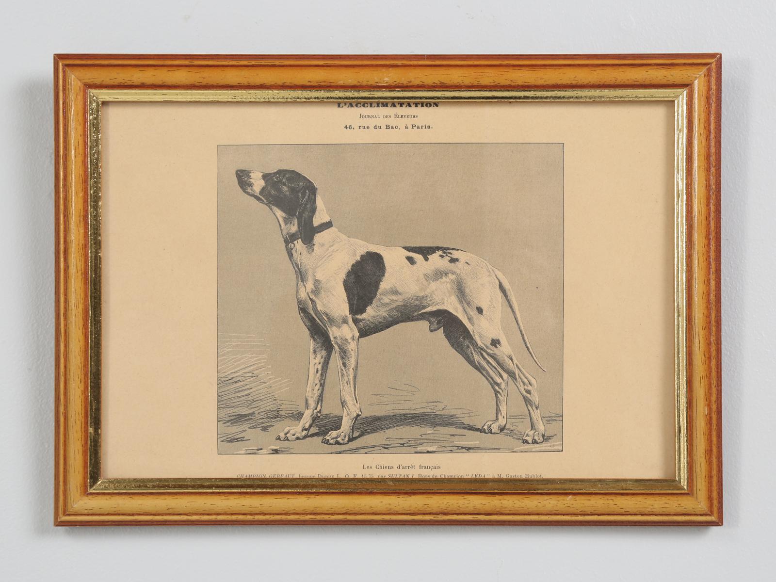 Pair of French dog prints, early 1900s, from the rue du Bac in Paris in their original frames.