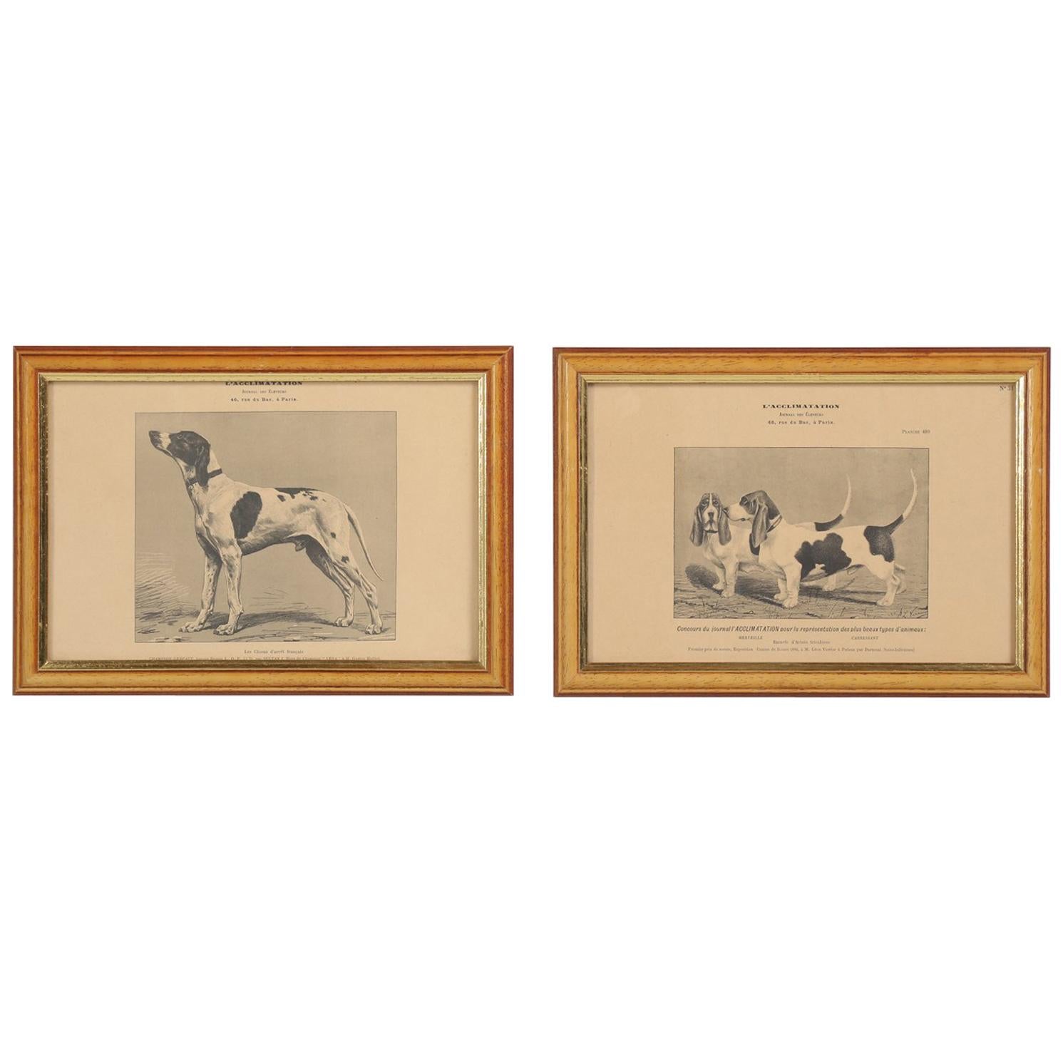 Pair of French Dog Prints, Early 1900s from Paris