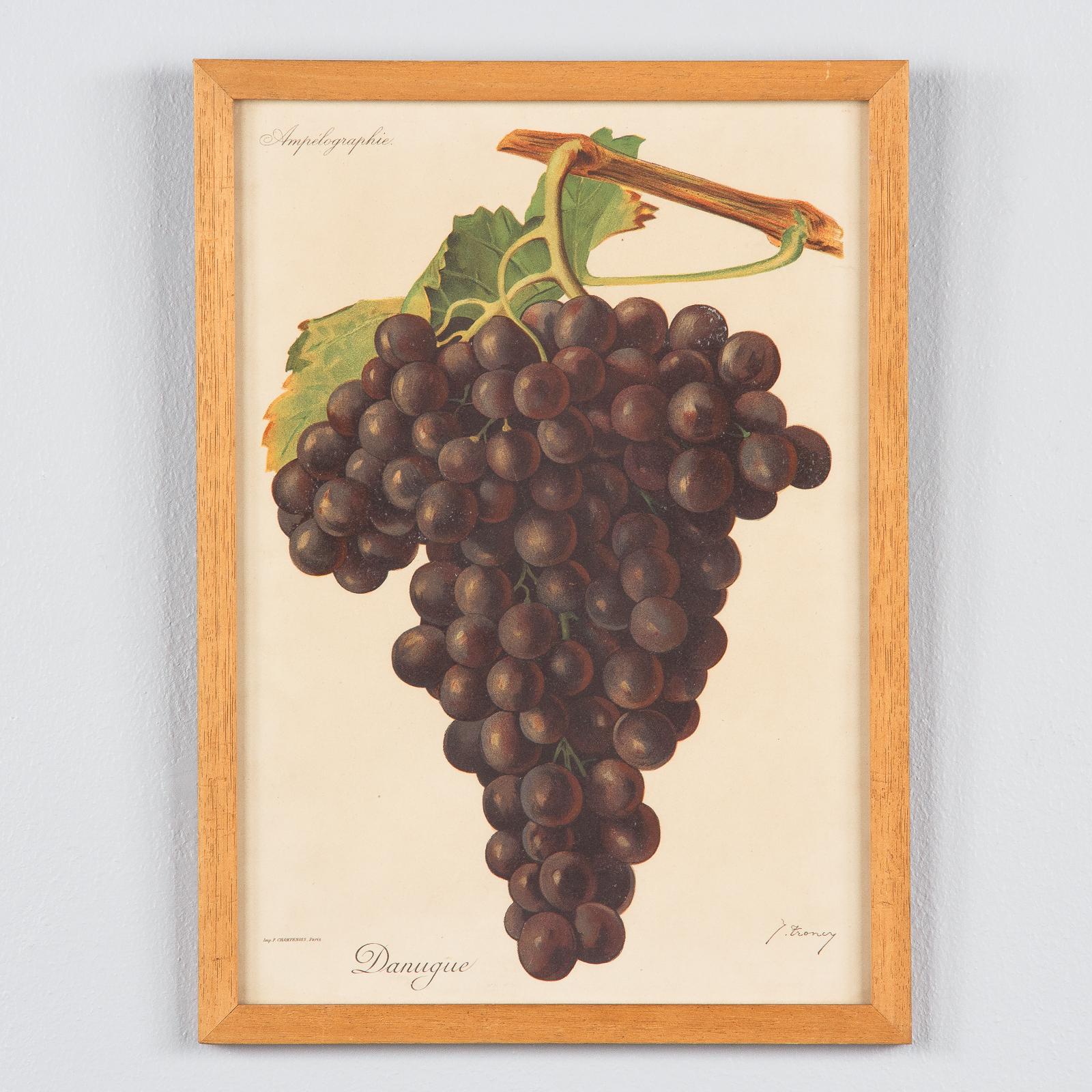 Pair of French Framed Engravings of Grapes, 20th Century For Sale 6