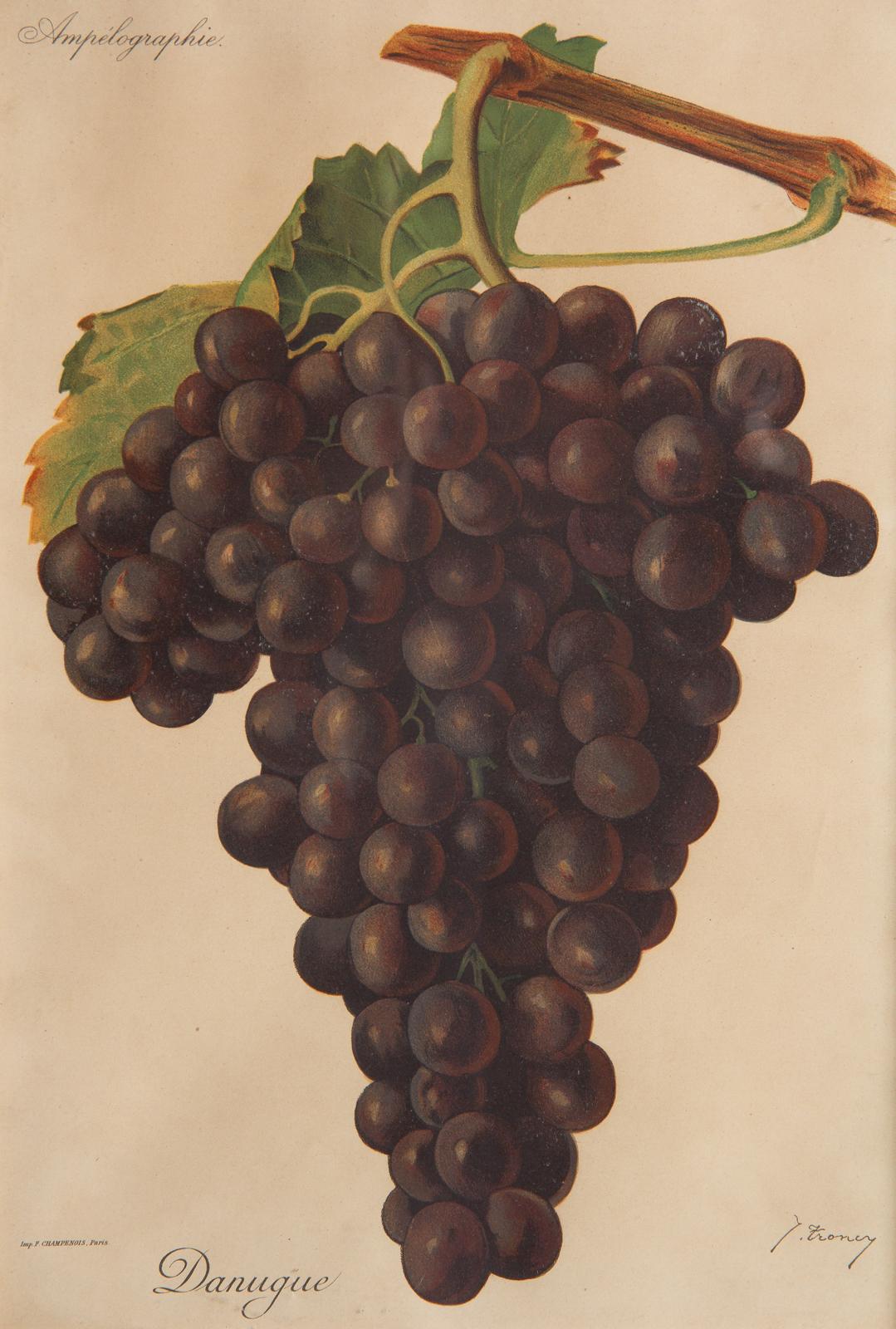Pair of French Framed Engravings of Grapes, 20th Century For Sale 7