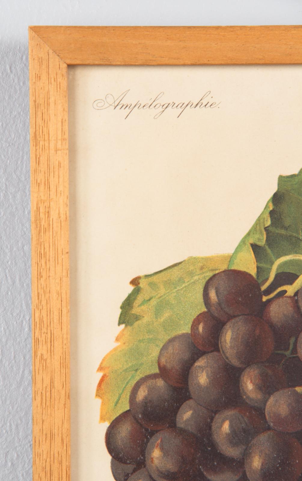 Pair of French Framed Engravings of Grapes, 20th Century For Sale 8