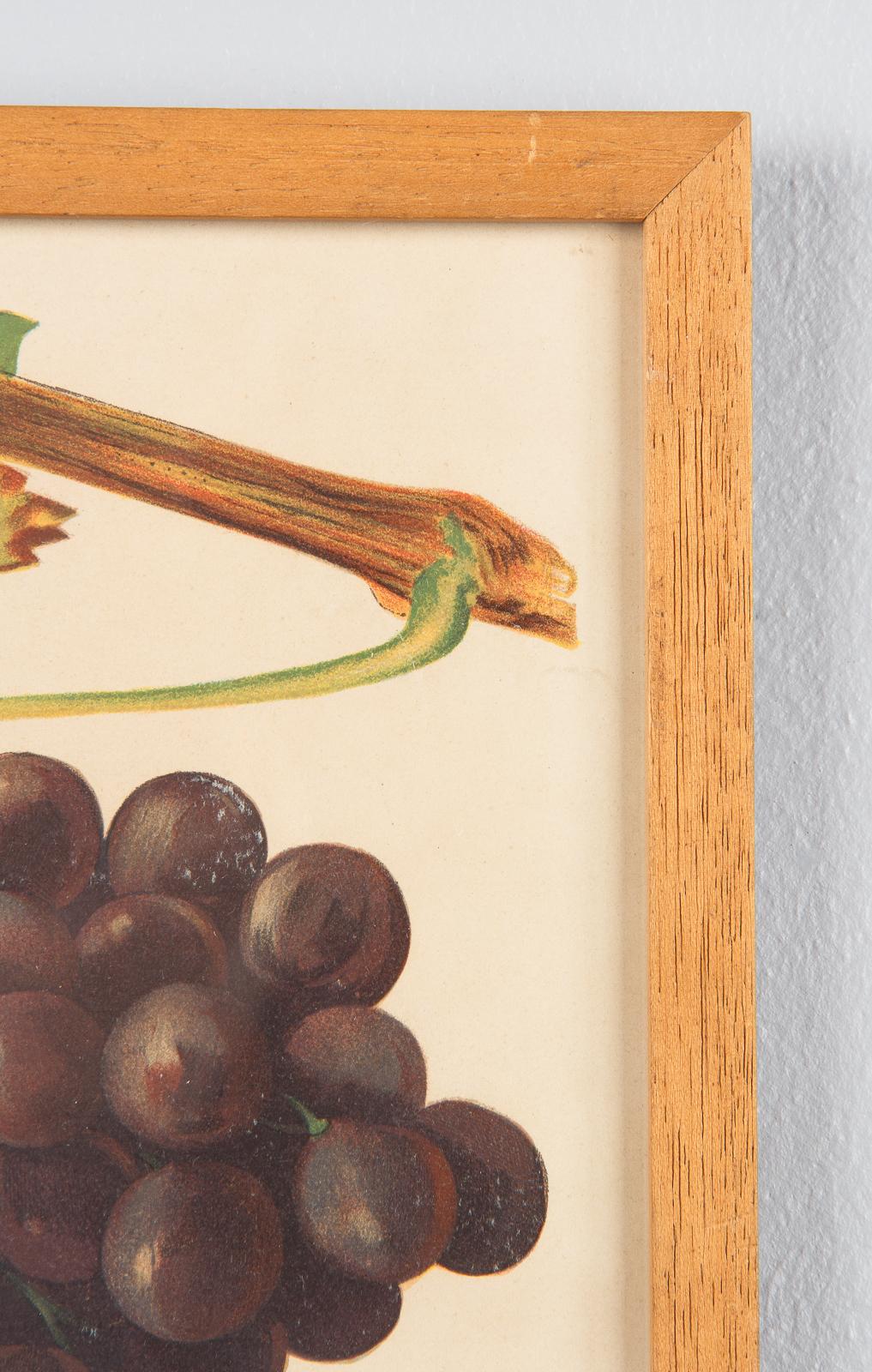 Pair of French Framed Engravings of Grapes, 20th Century For Sale 9