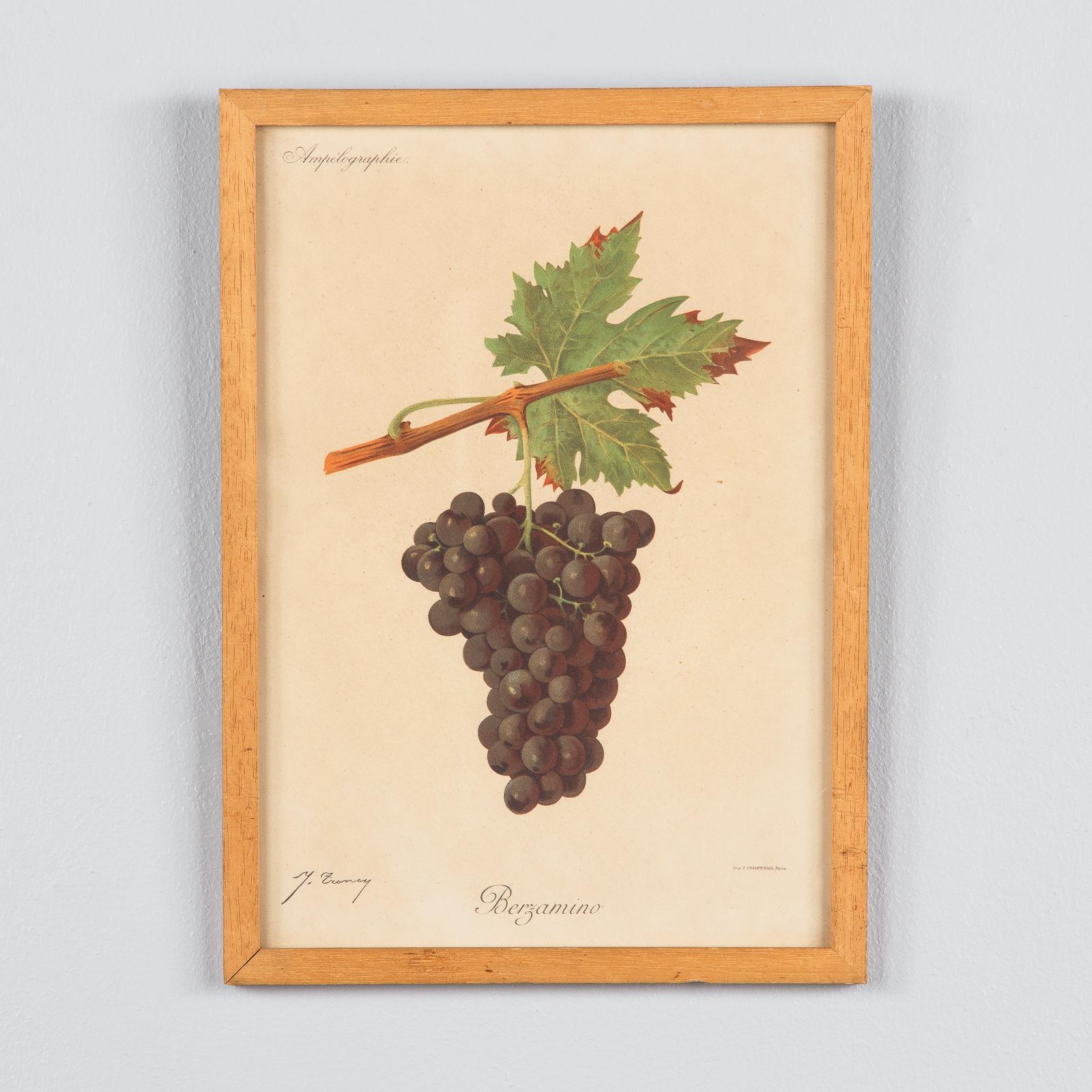 Pair of French Framed Engravings of Grapes, 20th Century In Good Condition For Sale In Austin, TX