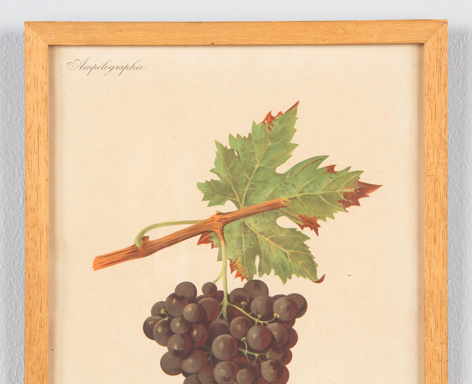 Wood Pair of French Framed Engravings of Grapes, 20th Century For Sale