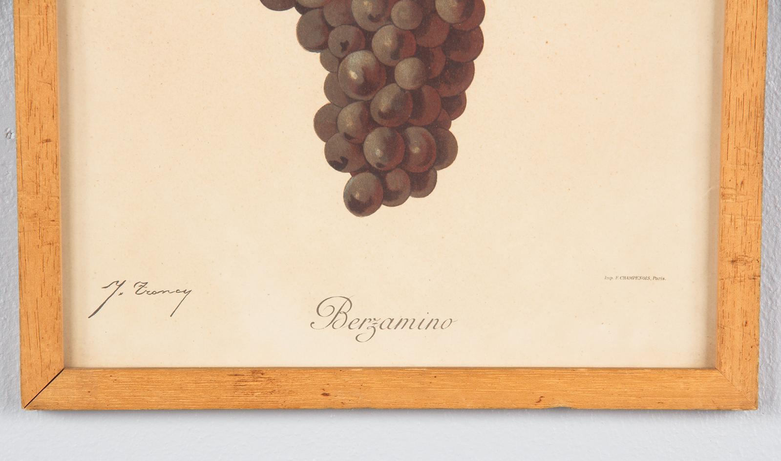 Pair of French Framed Engravings of Grapes, 20th Century For Sale 1