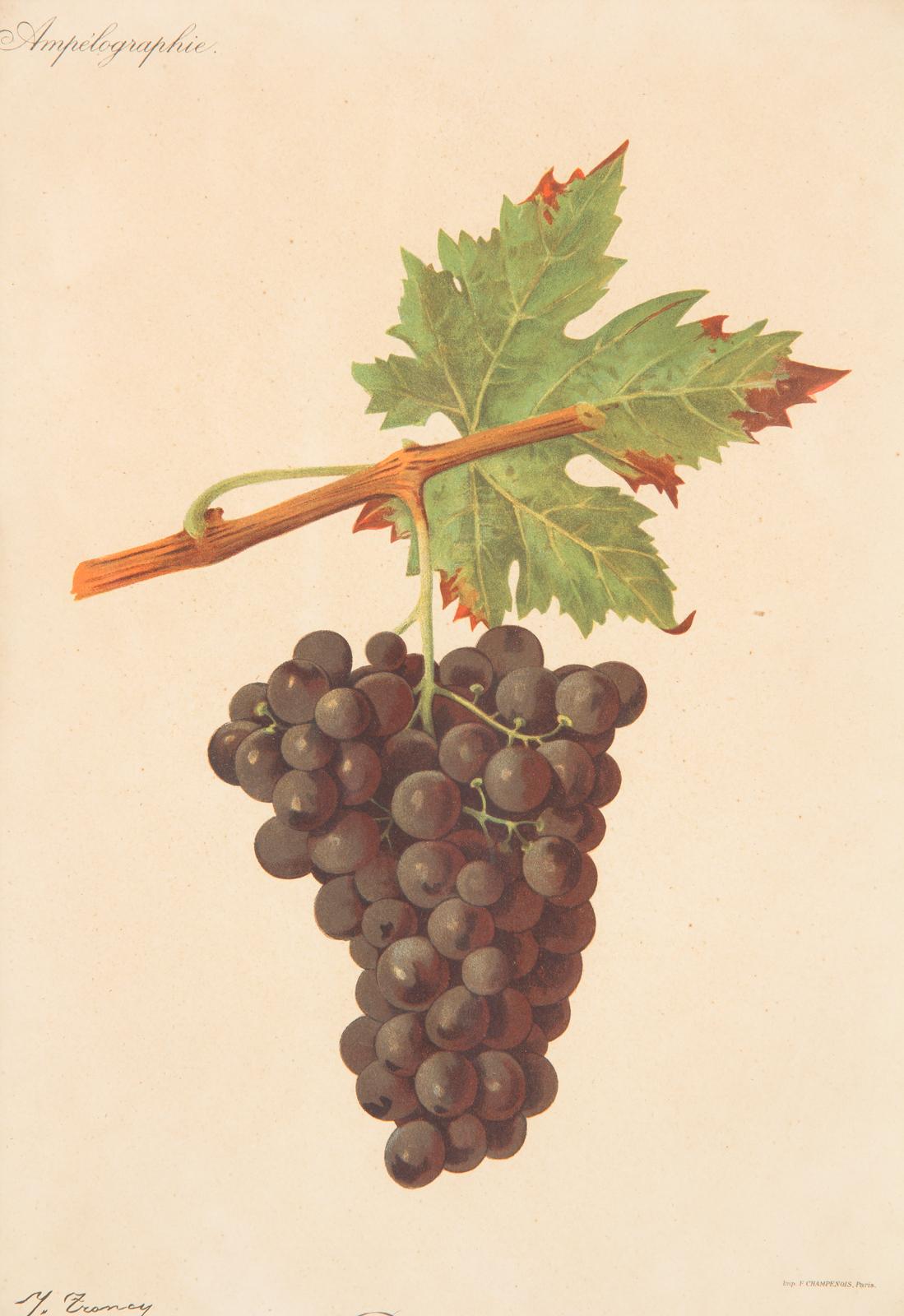 Pair of French Framed Engravings of Grapes, 20th Century For Sale 2