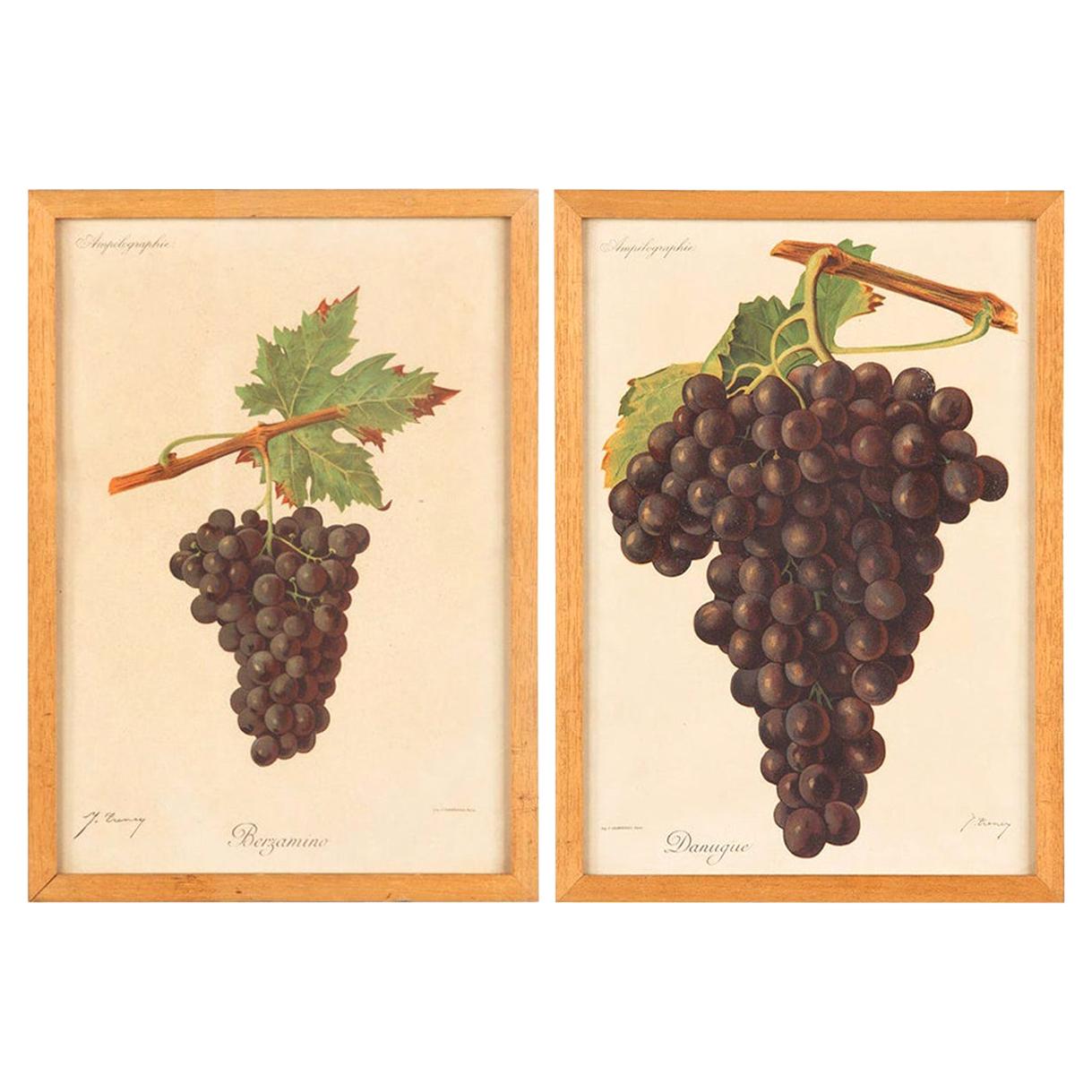 Pair of French Framed Engravings of Grapes, 20th Century For Sale