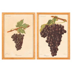 Pair of French Framed Engravings of Grapes, 20th Century