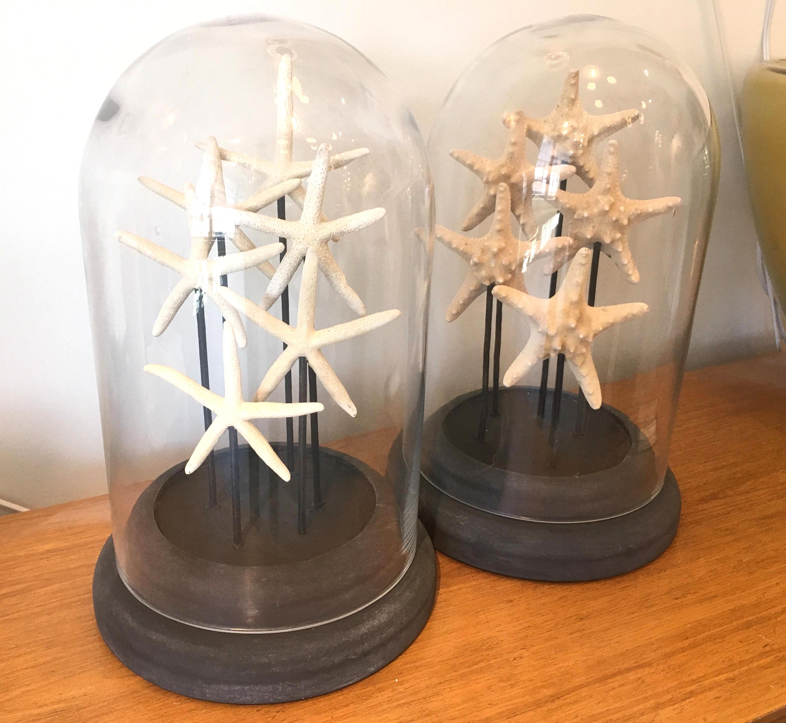 Beautiful pair of French glass domes with dark wood bases, featuring two different species of starfish.
France, 1960s.
Very good condition