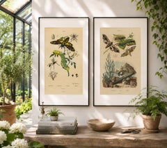 Pair of French Sphinx Moth Engravings by Duméril & Guérin, 1835