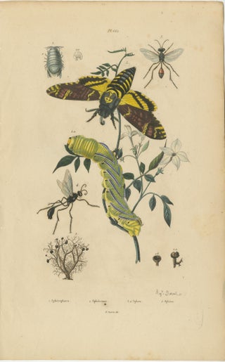 Pair of French Sphinx Moth Engravings by Duméril & Guérin, 1835, view 3