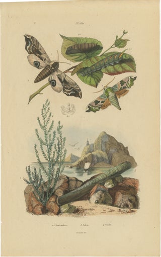 Pair of French Sphinx Moth Engravings by Duméril & Guérin, 1835, view 4