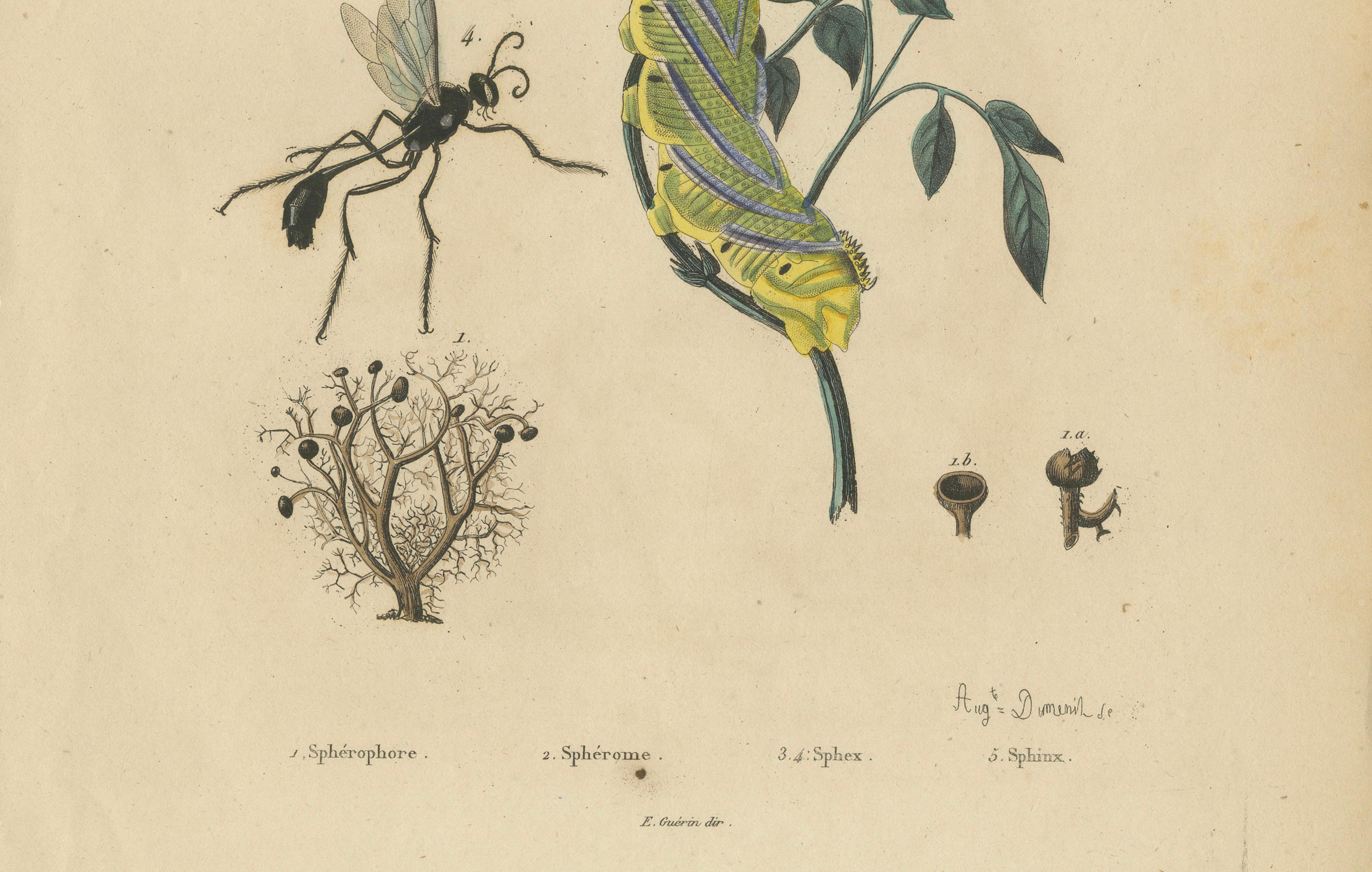 Pair of French Sphinx Moth Engravings by Duméril & Guérin, 1835